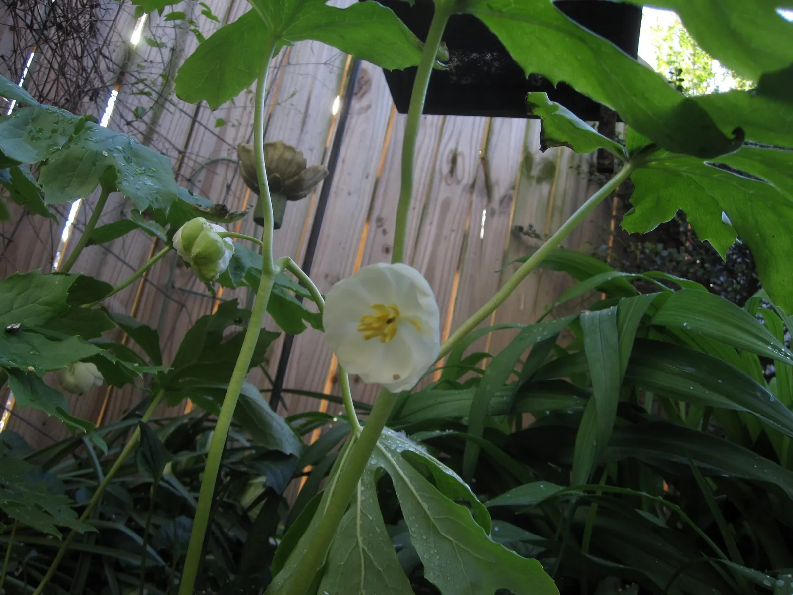 May Apple, Indian Apple (Podophyllum Peltatum) — white flower approximately 2 inches in diameter; well-drained soil with partial to full shade, image 74