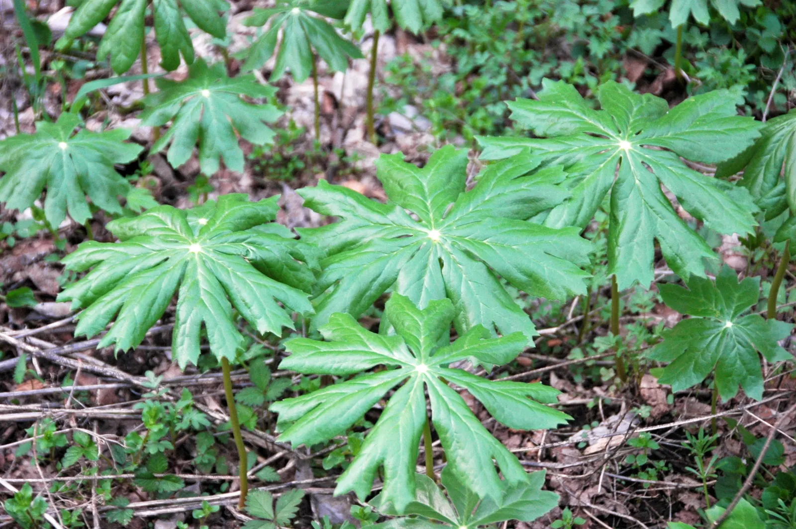 May Apple, Indian Apple (Podophyllum Peltatum) — with a single white flower blooming beneath in late spring; so consider partnering Mayapples with, image 91