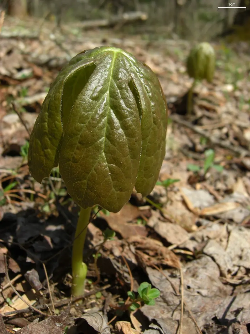 May Apple, Indian Apple (Podophyllum Peltatum) — all other parts of the plant are poisonous if ingested.<br><br>For optimal growth; plant Mayapples, image 136