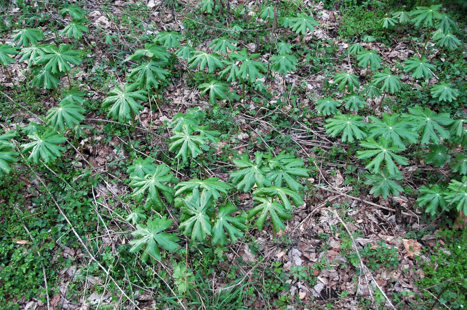 May Apple, Indian Apple (Podophyllum Peltatum) — hidden beneath its foliage; ground cover for half or shade, image 133