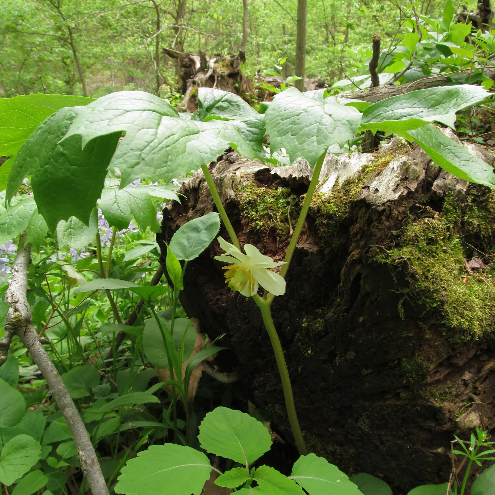 May Apple, Indian Apple (Podophyllum Peltatum) — and by May (hence its name), image 73