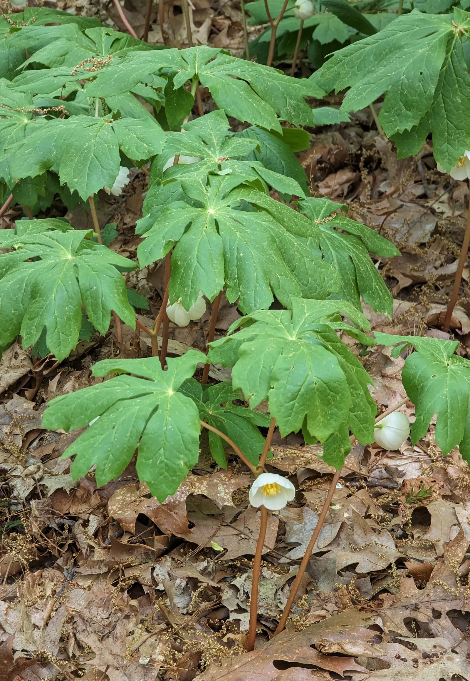 May Apple, Indian Apple (Podophyllum Peltatum) — making it a surprisingly carefree option for the shaded regions of a landscape; it grows up to, image 84