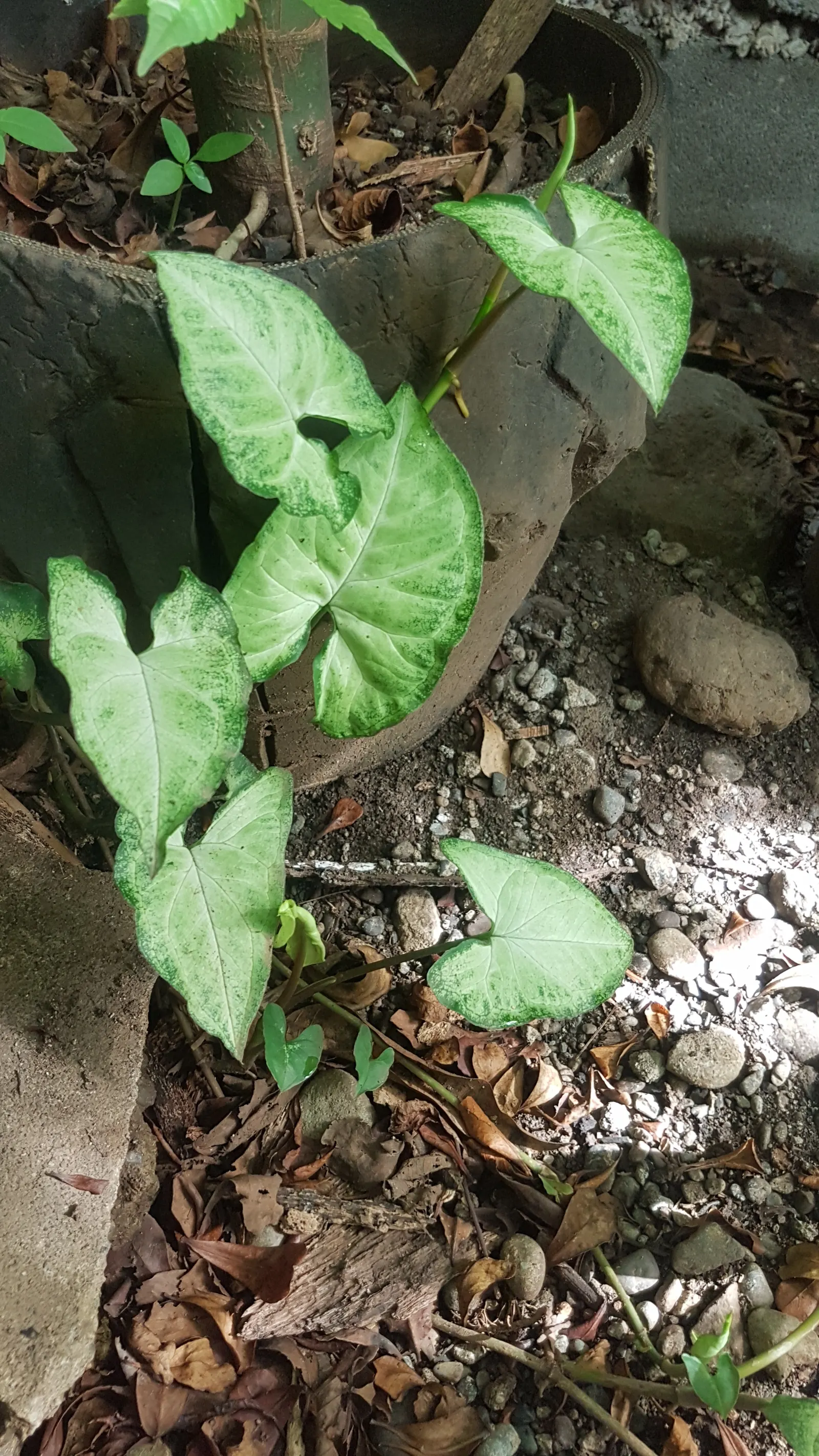 May Apple, Indian Apple (Podophyllum Peltatum) — It grows up to 12-18 inches tall, forming colonies via underground rhizomes; its distinctive, image 92