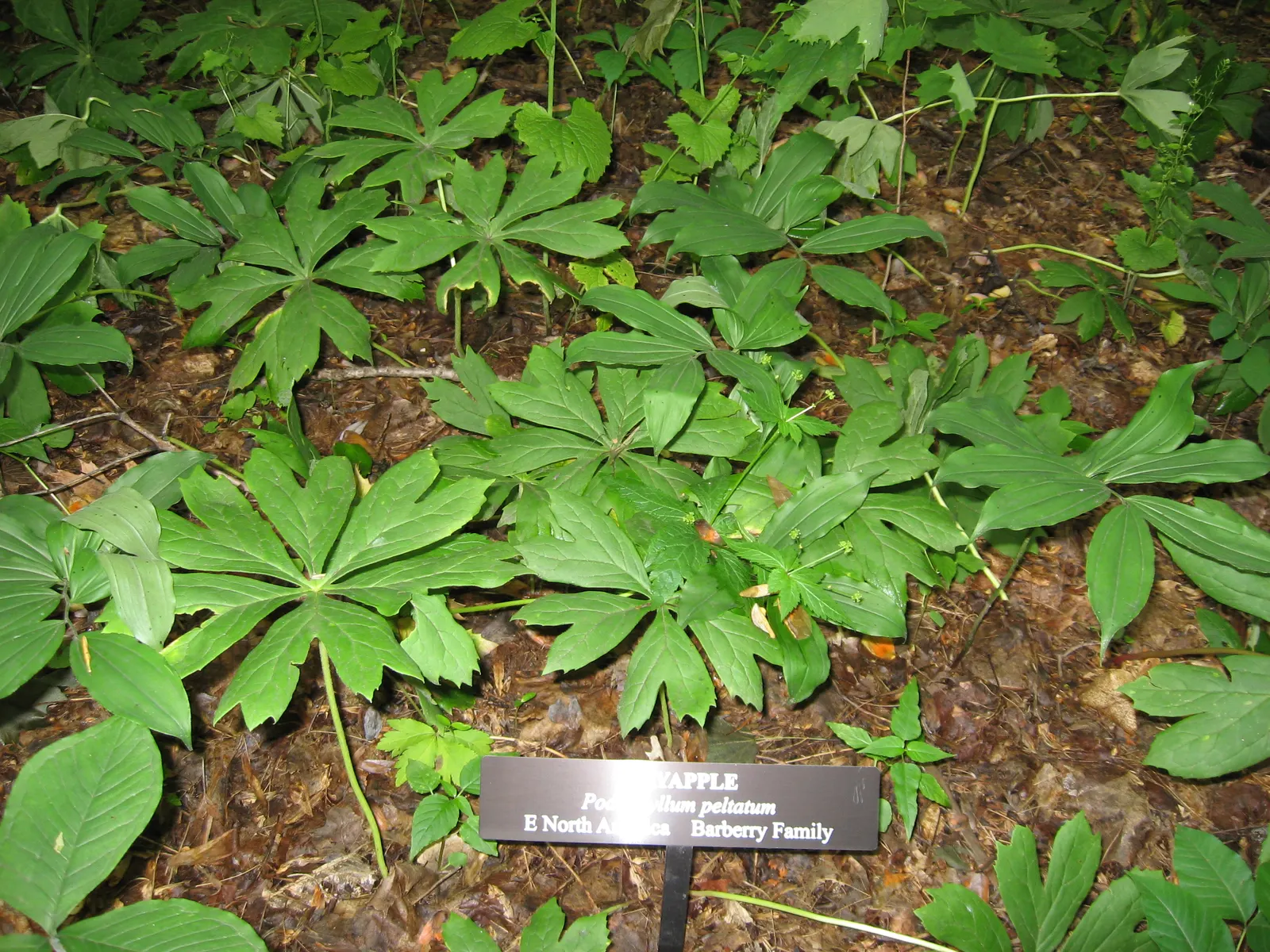 May Apple, Indian Apple (Podophyllum Peltatum) — white flowers in the garden