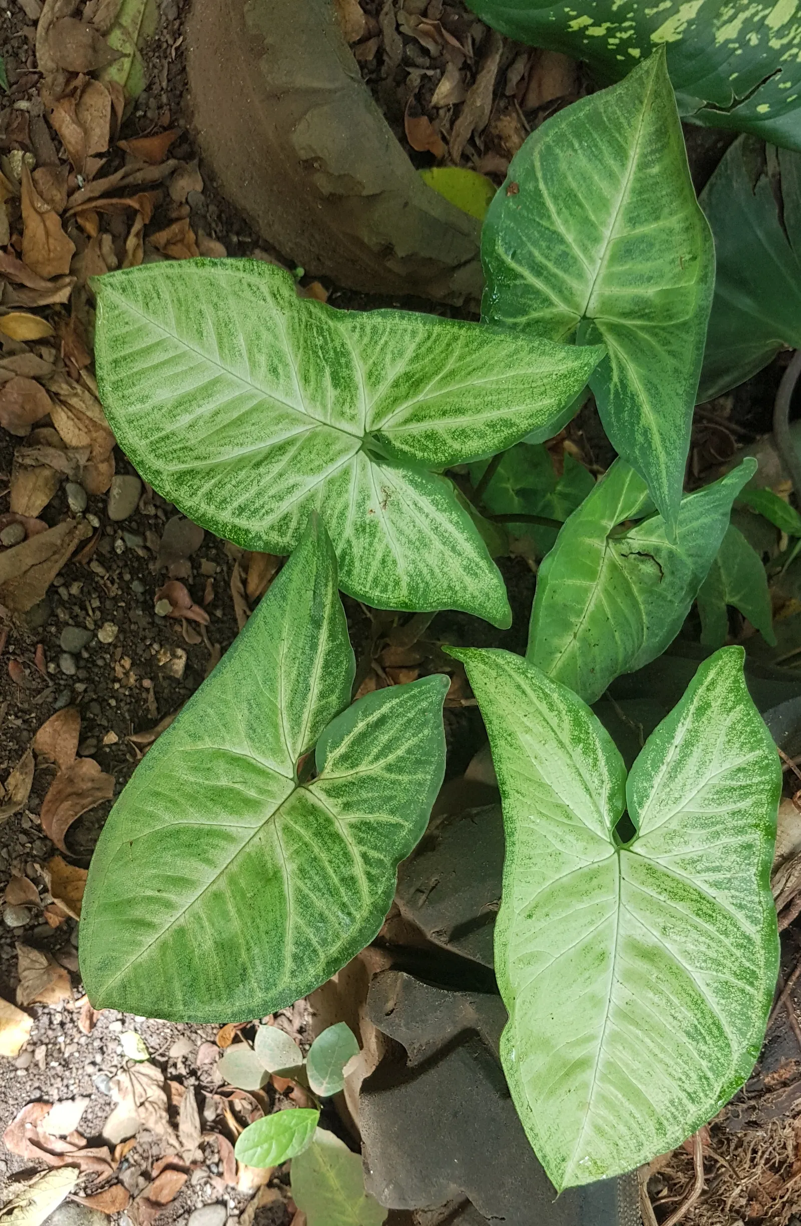 May Apple, Indian Apple (Podophyllum Peltatum) — and by May (hence its name)