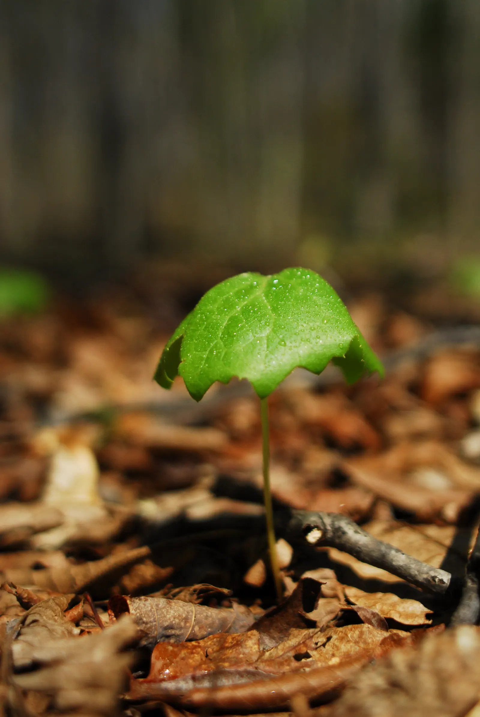 May Apple, Indian Apple (Podophyllum Peltatum) — The flower gives way to a yellow-green fruit, the "apple," which reaches about 2 inches long by, image 76