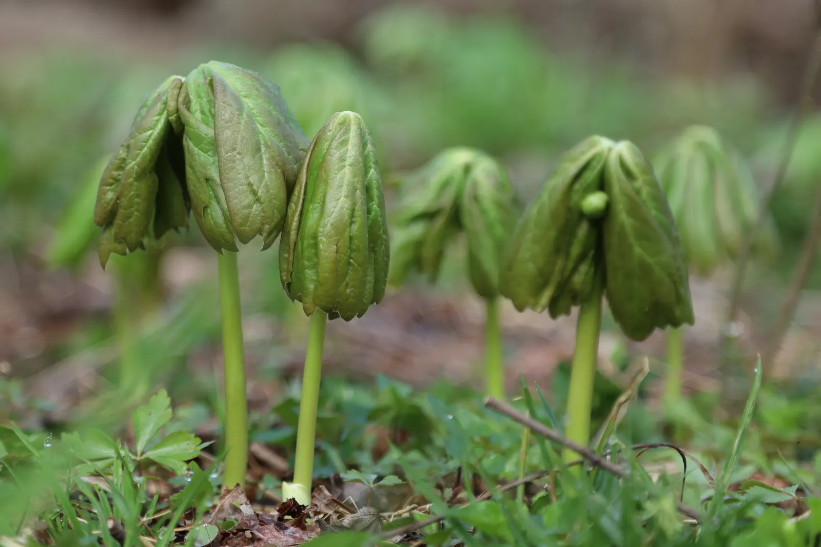 May Apple, Indian Apple (Podophyllum Peltatum) — ground cover with white blooms