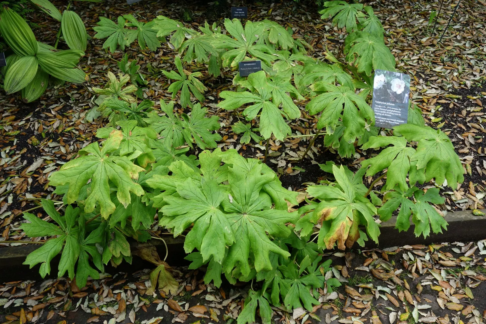 May Apple, Indian Apple (Podophyllum Peltatum) — Although the fruit is edible when fully ripe and may be used to make jellies