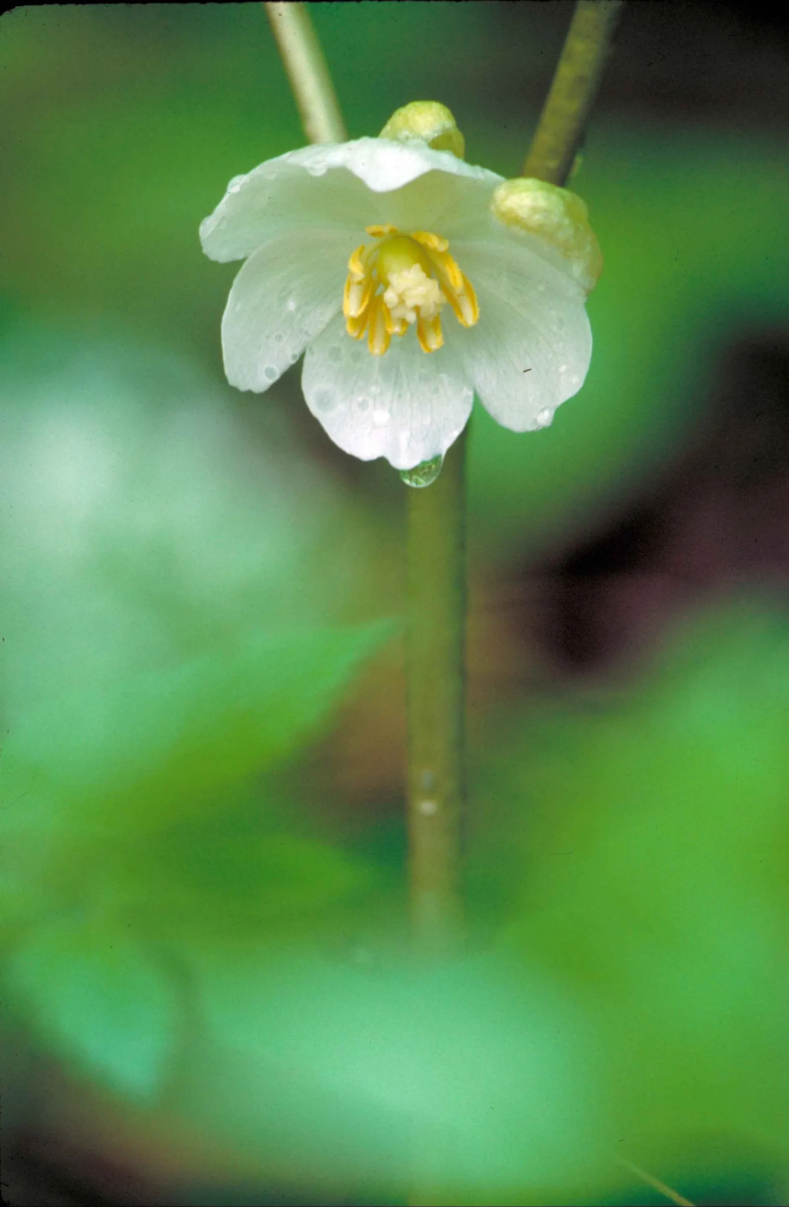 May Apple, Indian Apple (Podophyllum Peltatum) — ground cover with white blooms; although the fruit is edible when fully ripe and may be used to make jellies