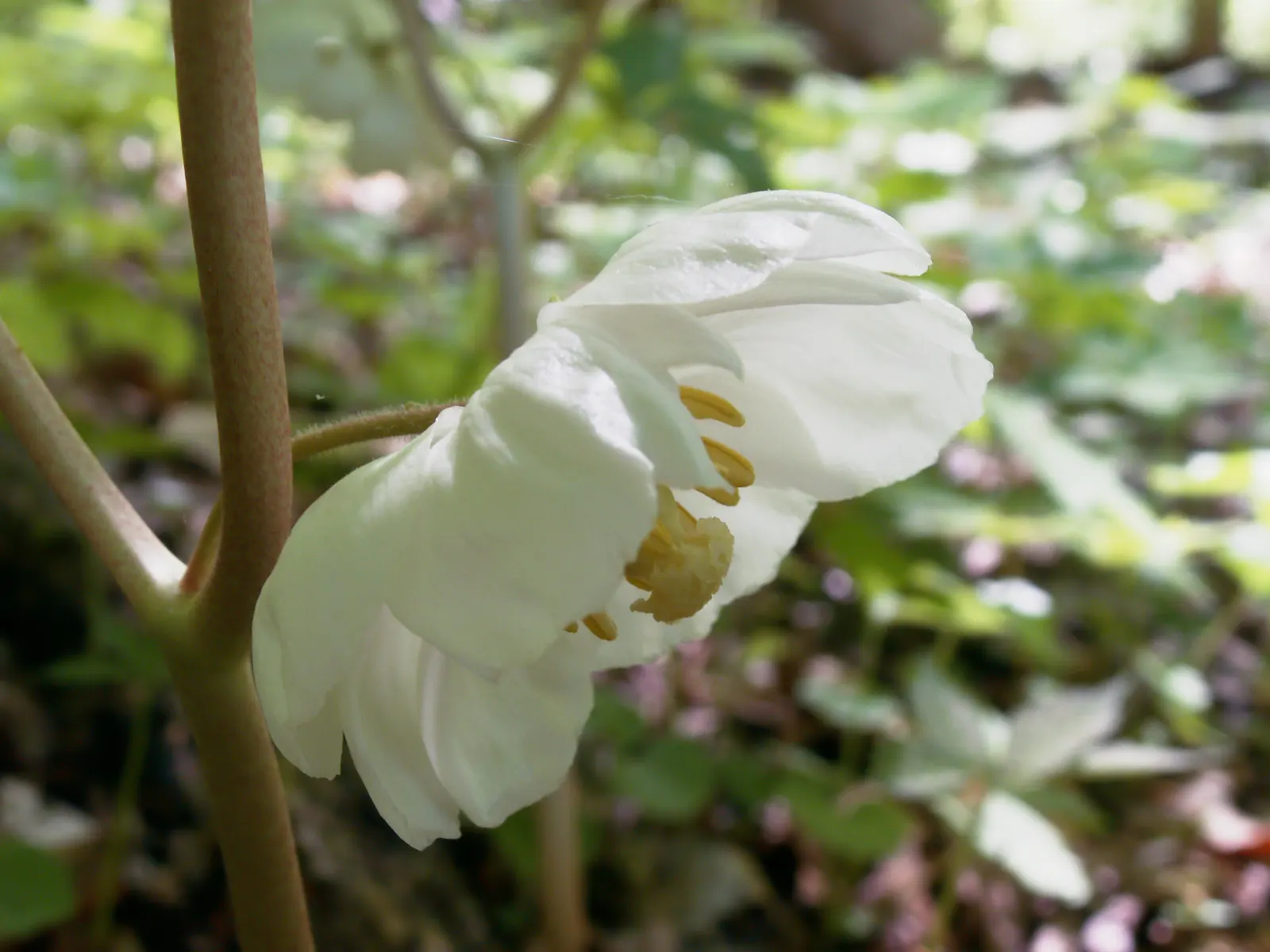 May Apple, Indian Apple (Podophyllum Peltatum) — It grows up to 12-18 inches tall, forming colonies via underground rhizomes; its distinctive, image 121