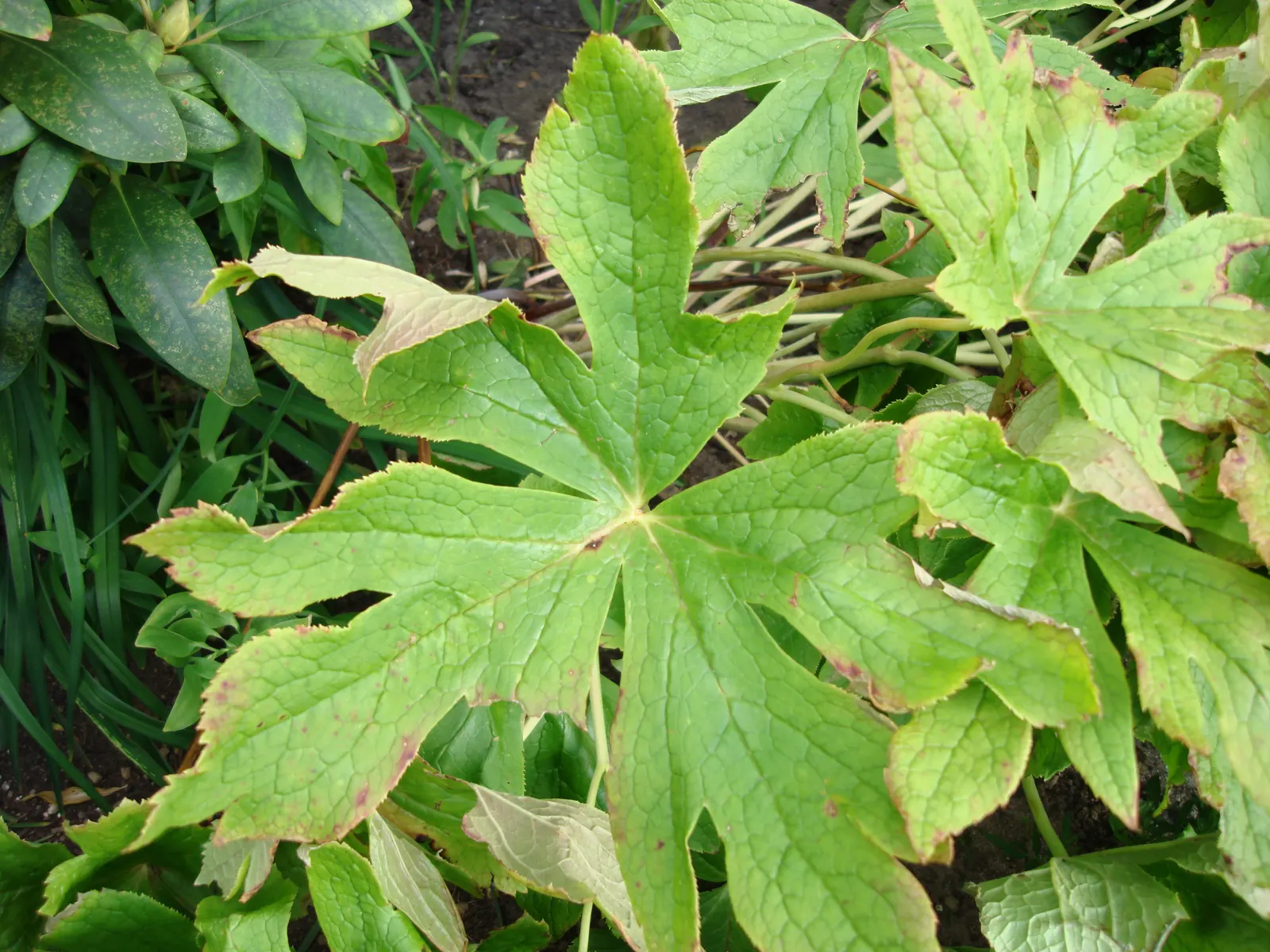 May Apple, Indian Apple (Podophyllum Peltatum) — Ideal for woodland gardens; hidden beneath its foliage