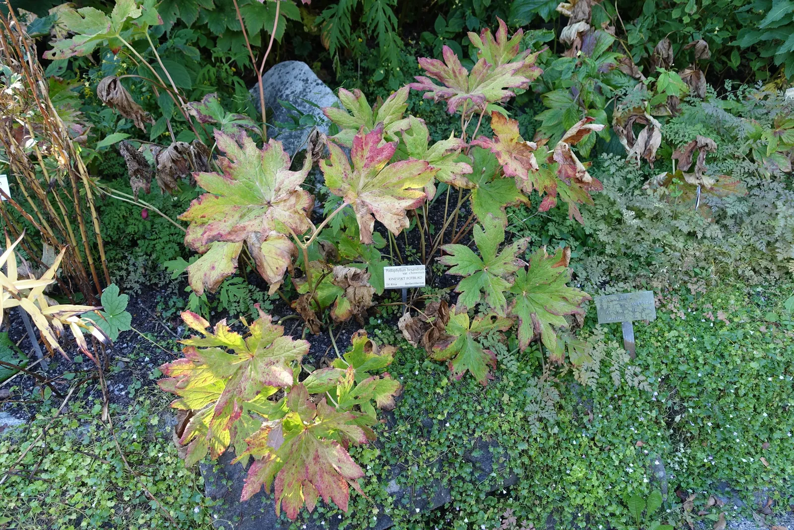 May Apple, Indian Apple (Podophyllum Peltatum) — making it a surprisingly carefree option for the shaded regions of a landscape