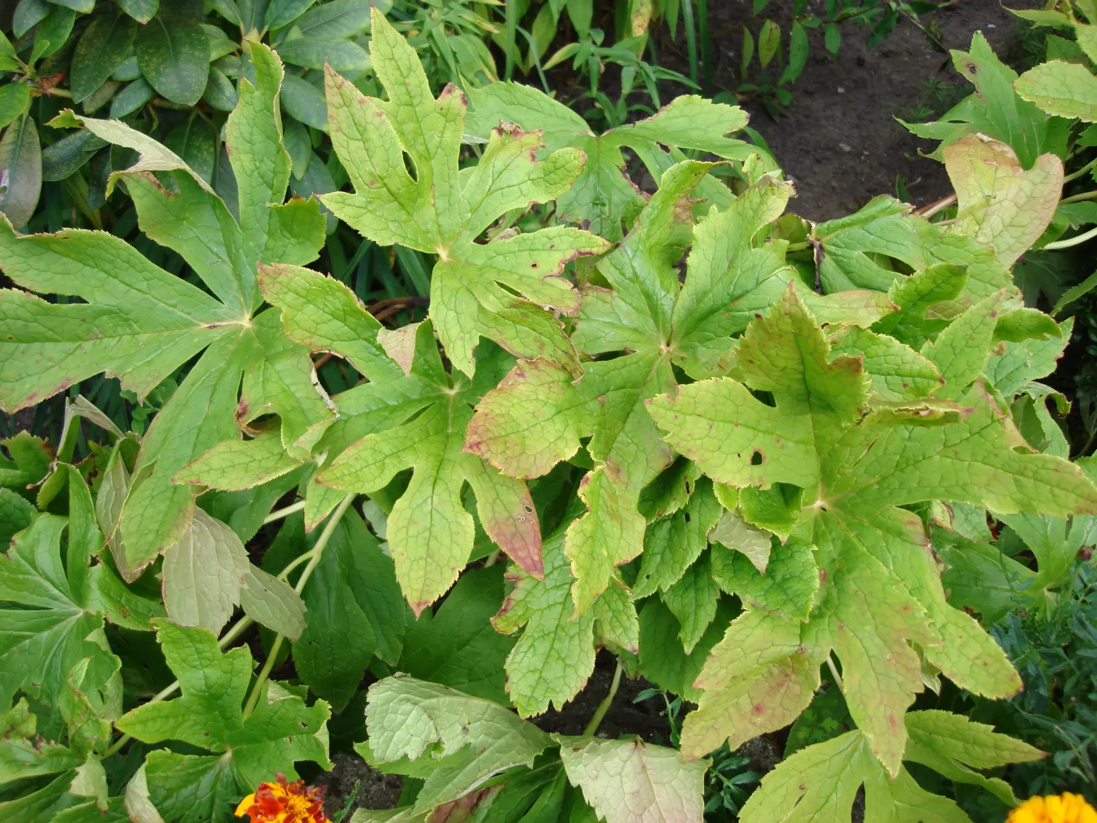May Apple, Indian Apple (Podophyllum Peltatum) — with a single white flower blooming beneath in late spring; so consider partnering Mayapples with other