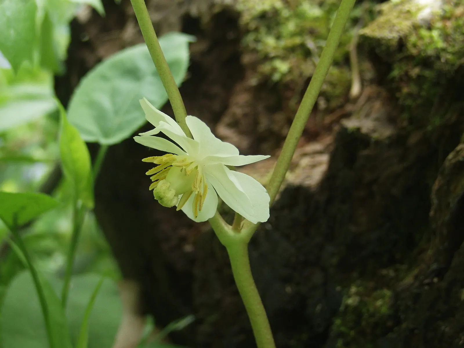 May Apple, Indian Apple (Podophyllum Peltatum) — serves as a distinctive and enchanting addition to woodland or shade gardens; is a shade-loving, image 96