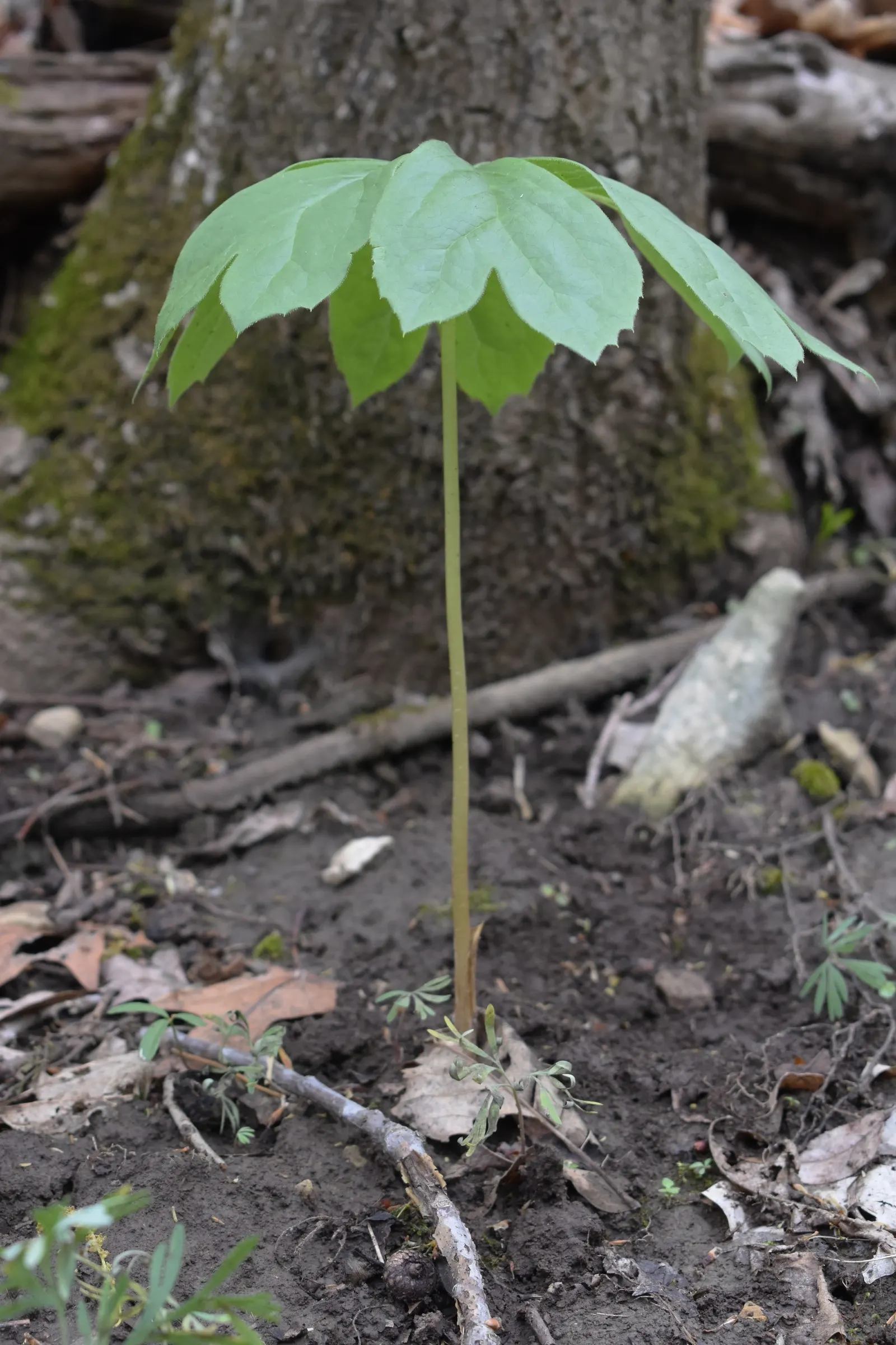 May Apple, Indian Apple (Podophyllum Peltatum) — also known as Indian Apple or Podophyllum peltatum; their foliage offers great ground coverage, image 95