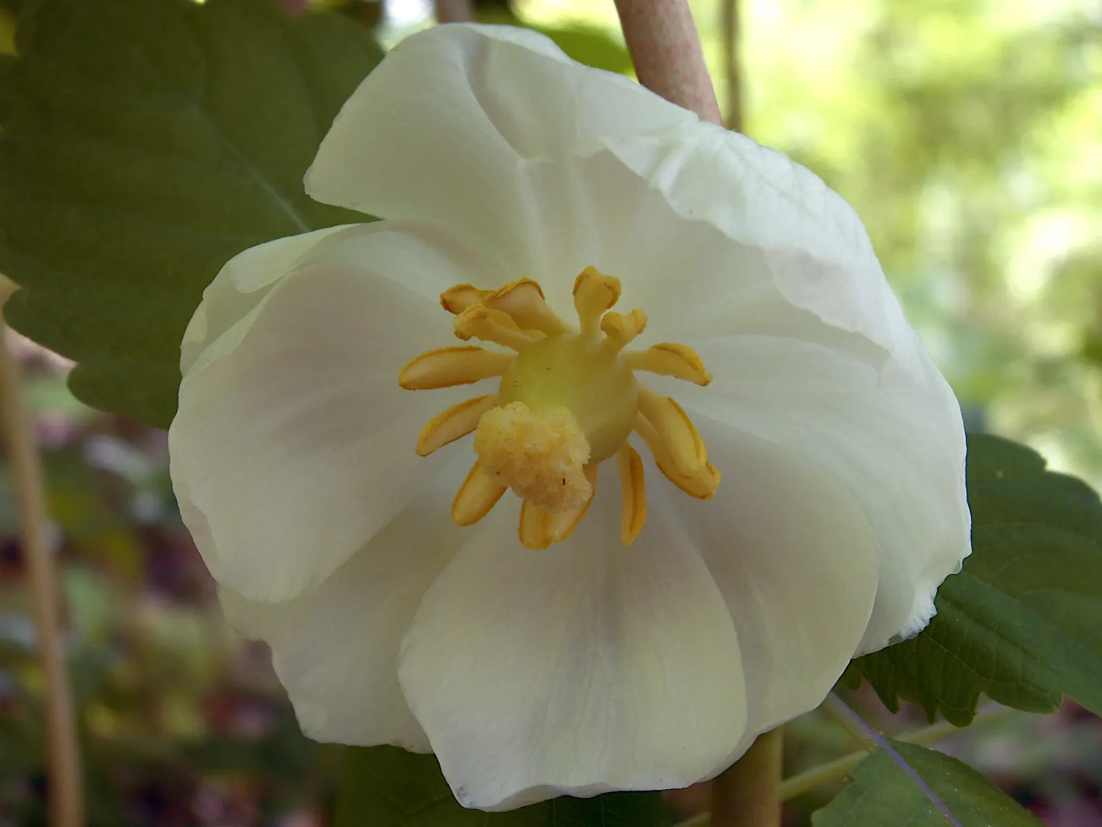 May Apple, Indian Apple (Podophyllum Peltatum) — also known as Indian Apple or Podophyllum peltatum; their foliage offers great ground coverage, image 124