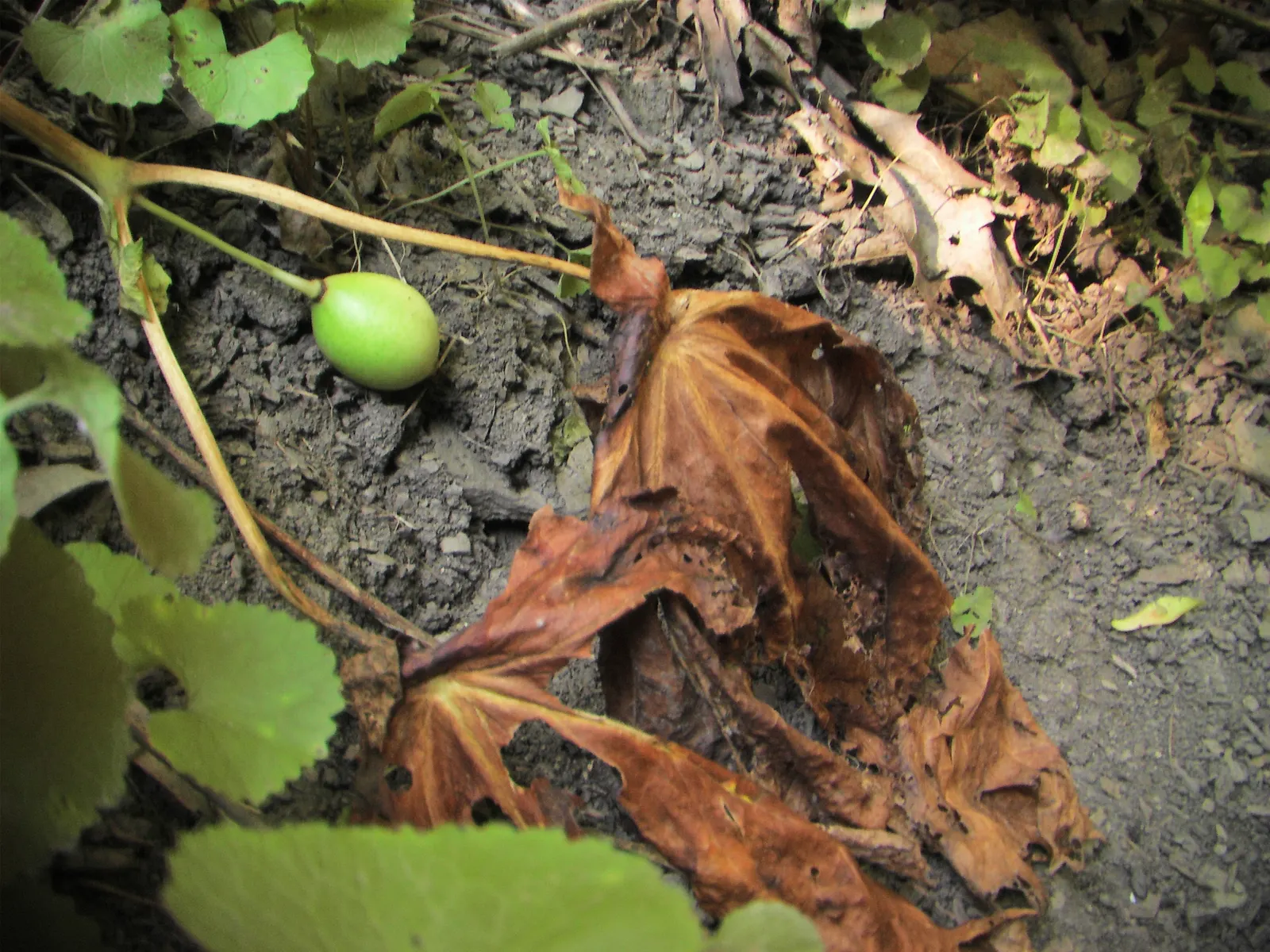 May Apple, Indian Apple (Podophyllum Peltatum) — is a shade-loving perennial native to Eastern North America; the Mayapple typically grows to a, image 60
