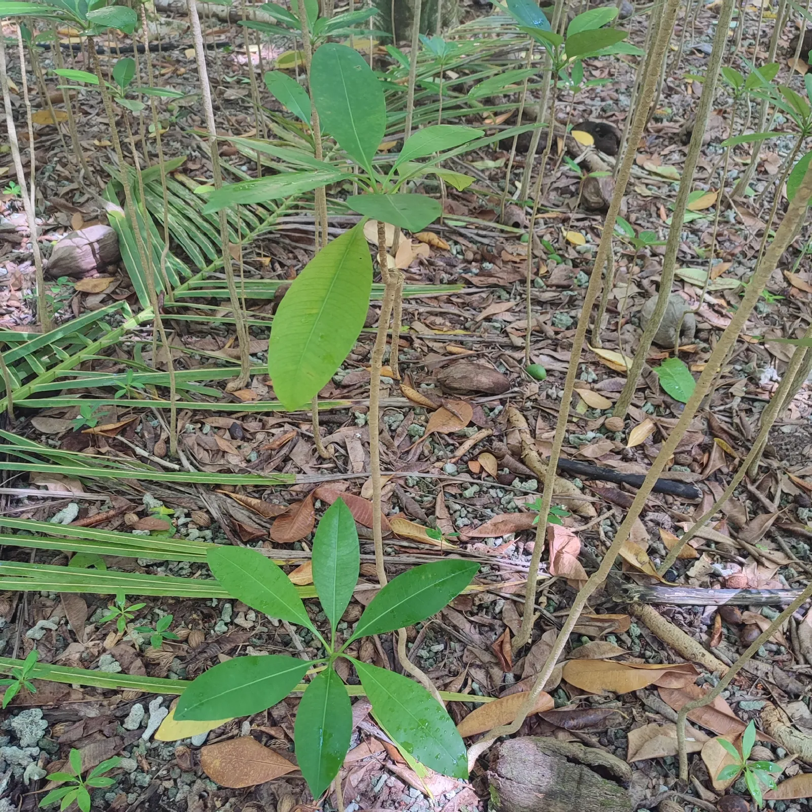 May Apple, Indian Apple (Podophyllum Peltatum) — ground cover with white blooms; although the fruit is edible when fully ripe and may be used to, image 115