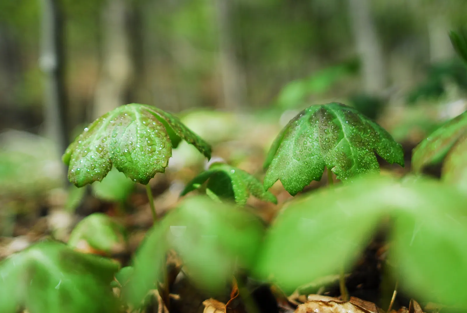 May Apple, Indian Apple (Podophyllum Peltatum) — Ideal for woodland gardens; hidden beneath its foliage, image 94