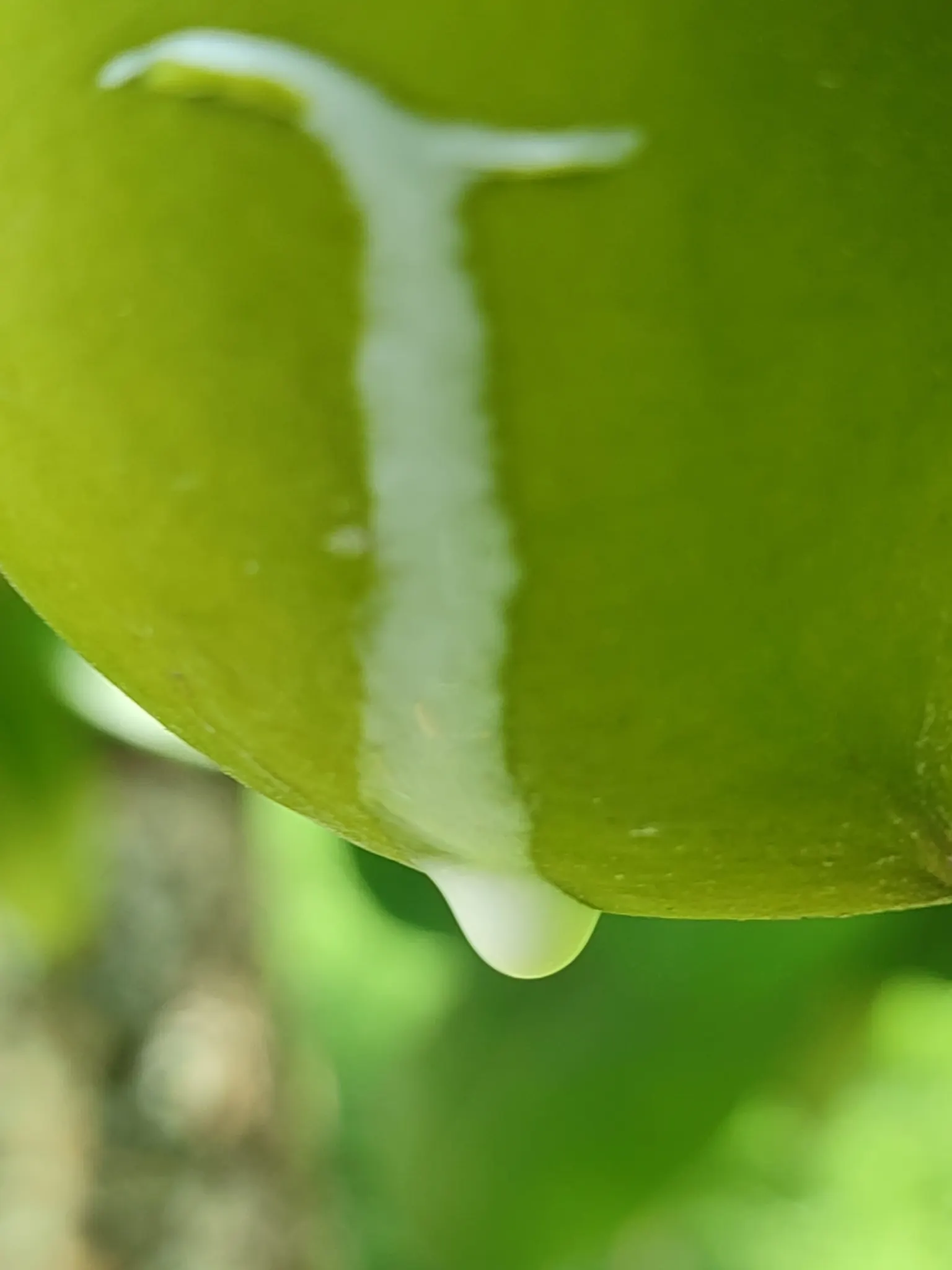 May Apple, Indian Apple (Podophyllum Peltatum) — though each stem is crowned by only one or two deeply lobed leaves; they form extensive colonies, image 99
