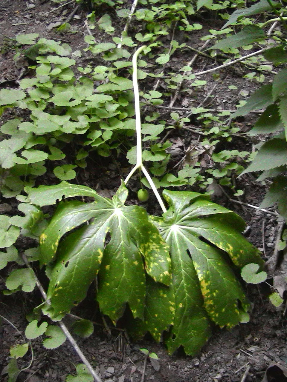 May Apple, Indian Apple (Podophyllum Peltatum) — making it a surprisingly carefree option for the shaded regions of a landscape; it grows up to 12-18 inches
