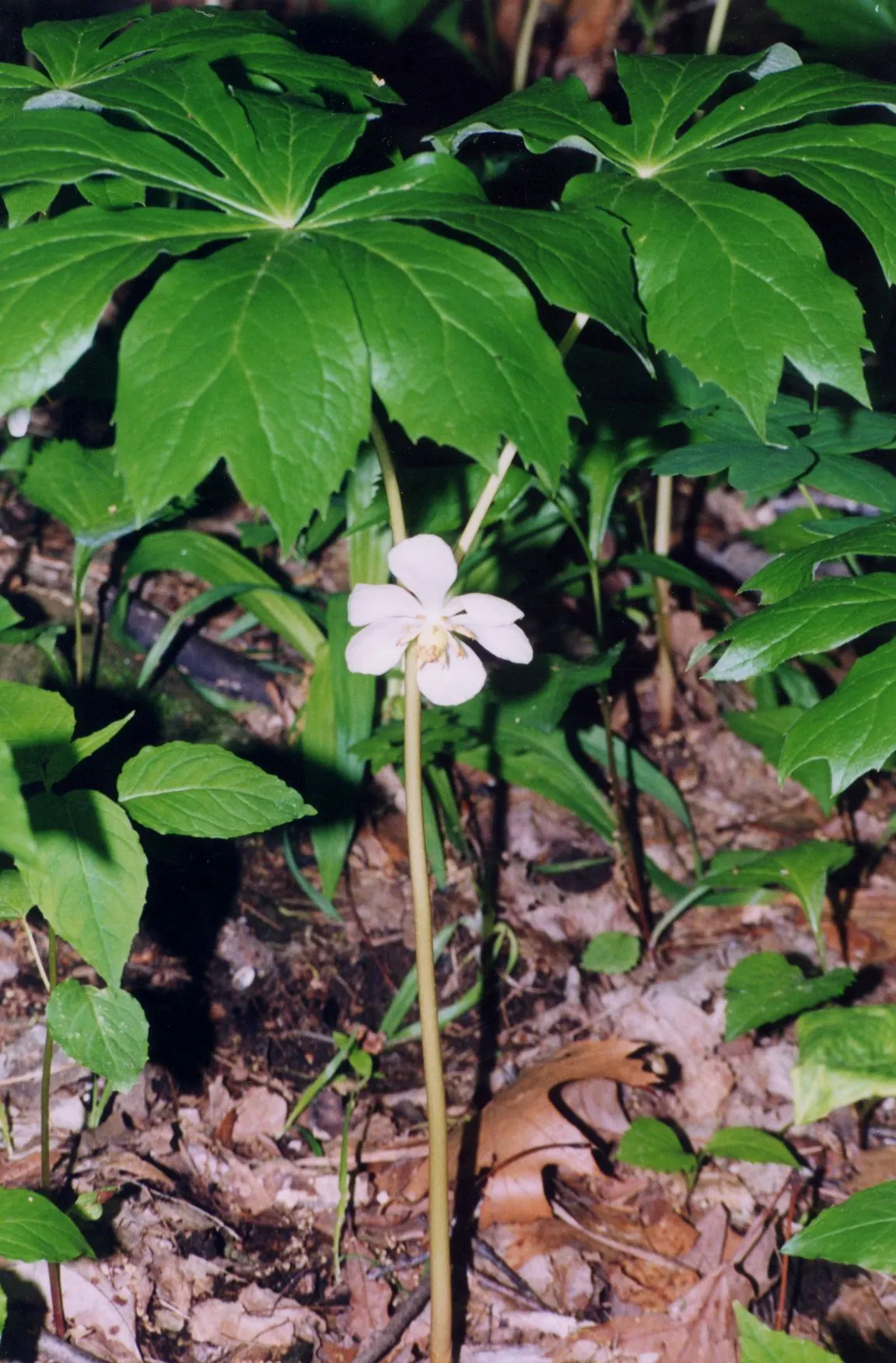 May Apple, Indian Apple (Podophyllum Peltatum) — commonly called May Apple or Indian Apple