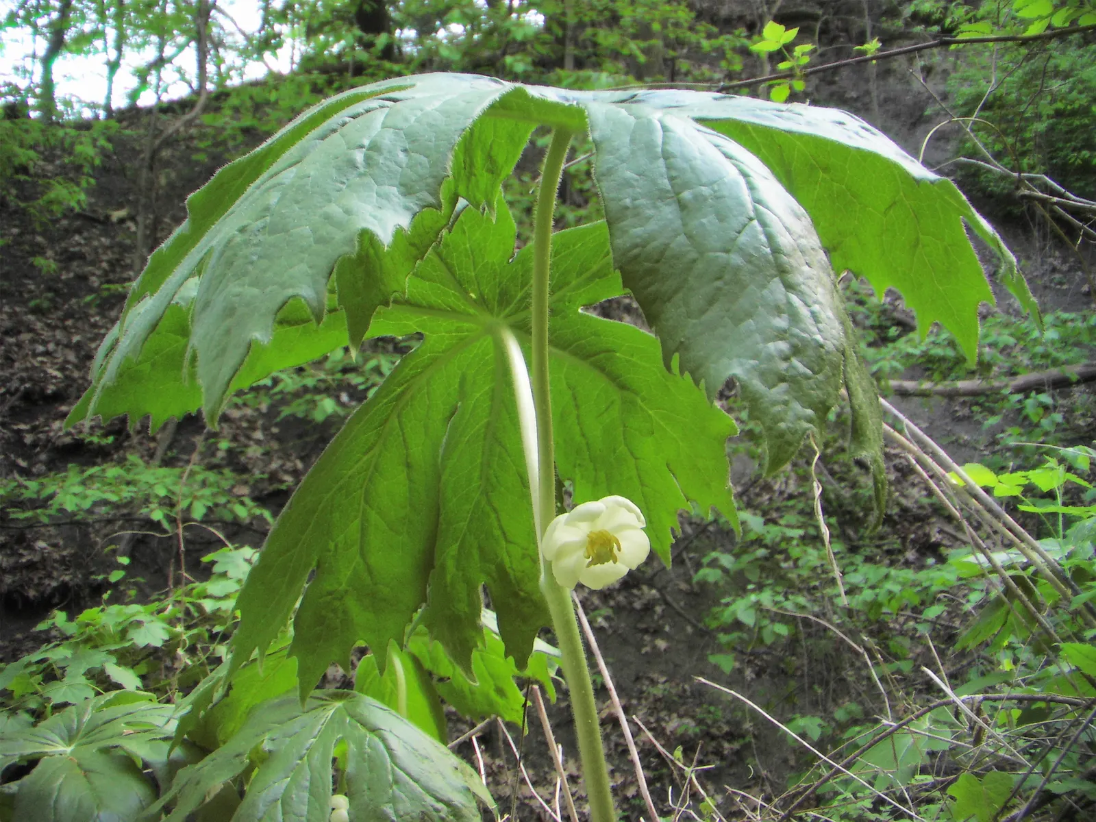 May Apple, Indian Apple (Podophyllum Peltatum) — Their foliage offers great ground coverage until midsummer when the plant goes dormant; all other, image 140