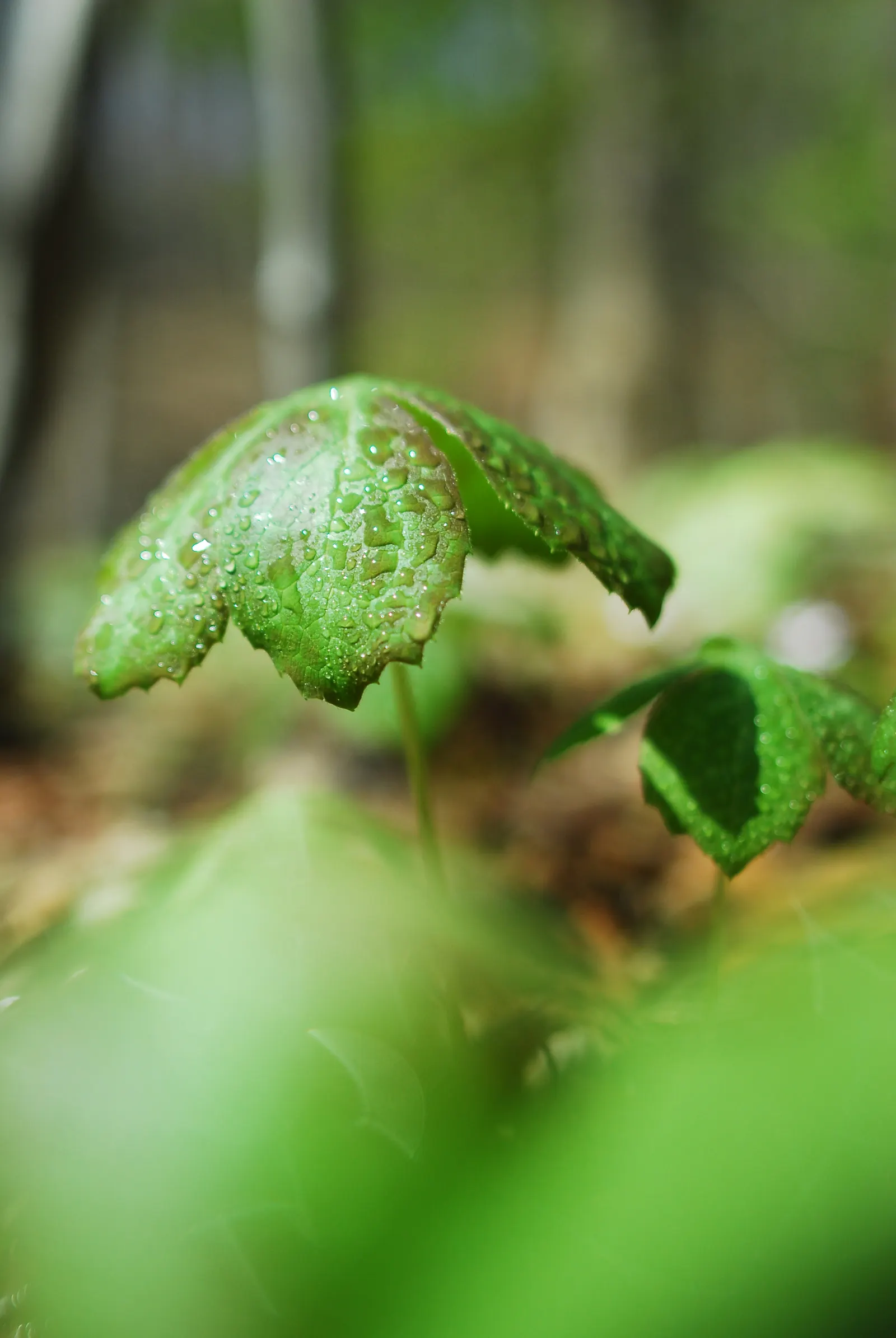 May Apple, Indian Apple (Podophyllum Peltatum) — Ideal for woodland gardens