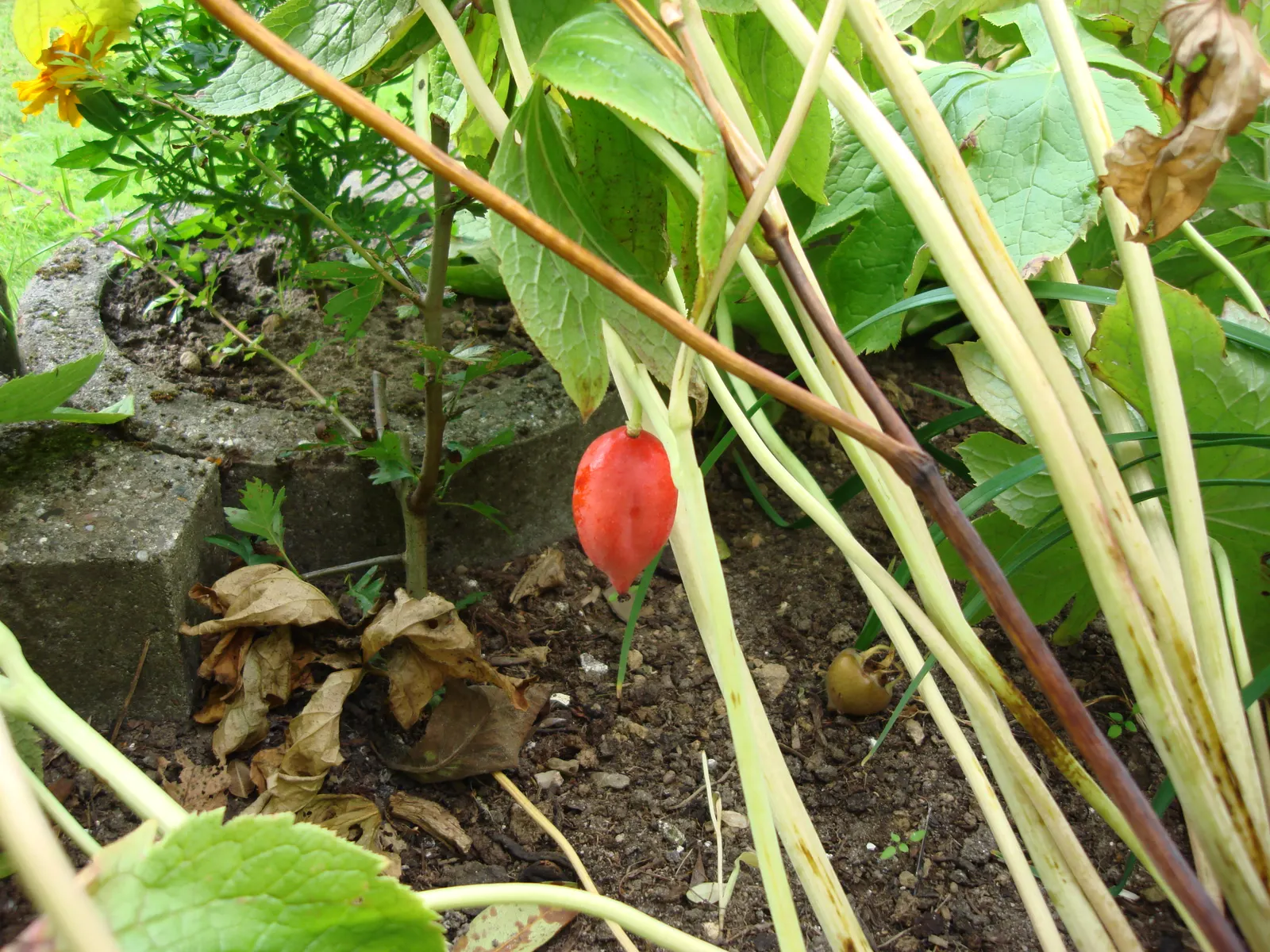 May Apple, Indian Apple (Podophyllum Peltatum) — Although the fruit is edible when fully ripe and may be used to make jellies; the Mayapple emerges as a fleshy