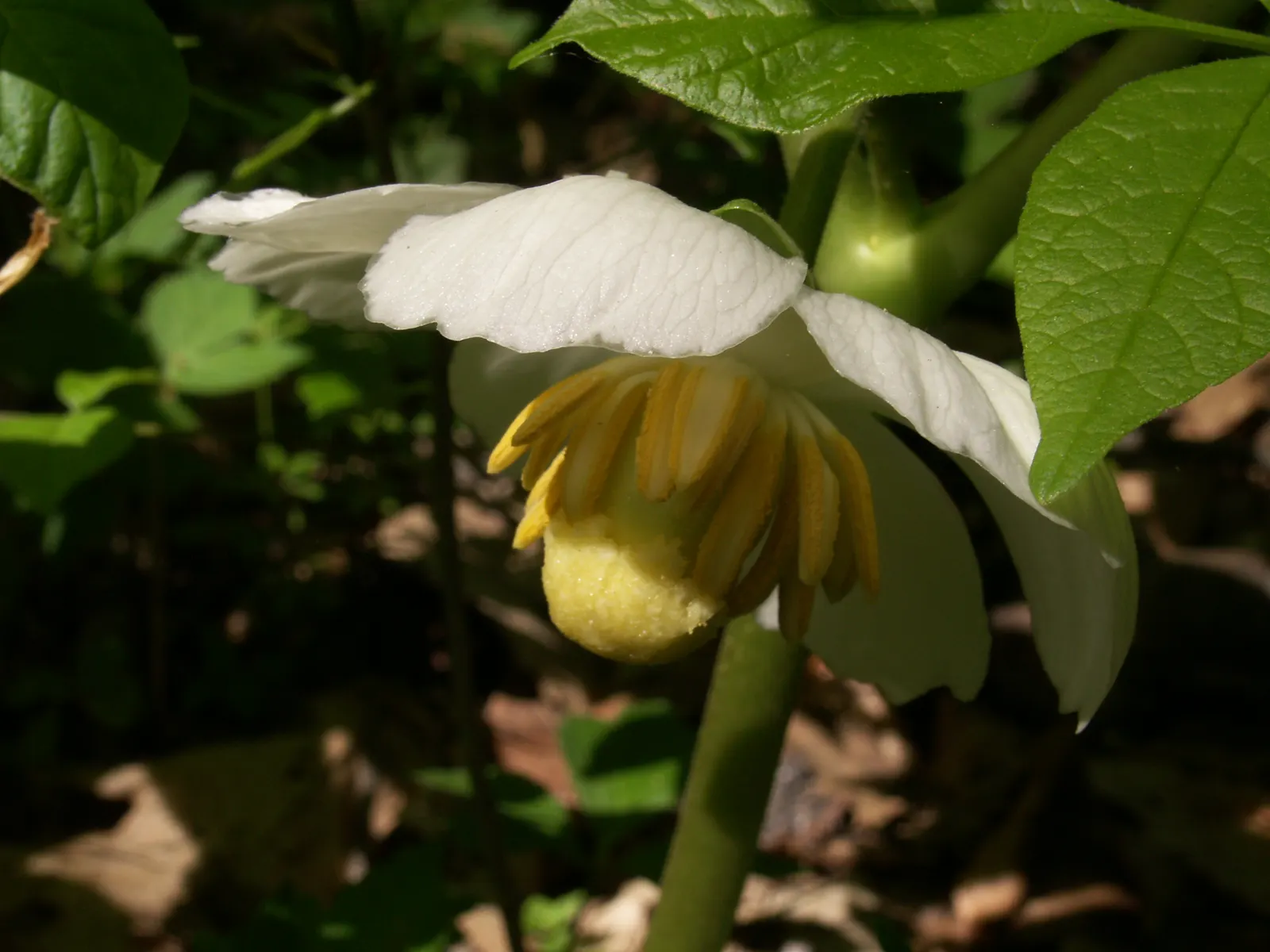 May Apple, Indian Apple (Podophyllum Peltatum) — plant Mayapples in medium wet; ground cover with white blooms, image 108