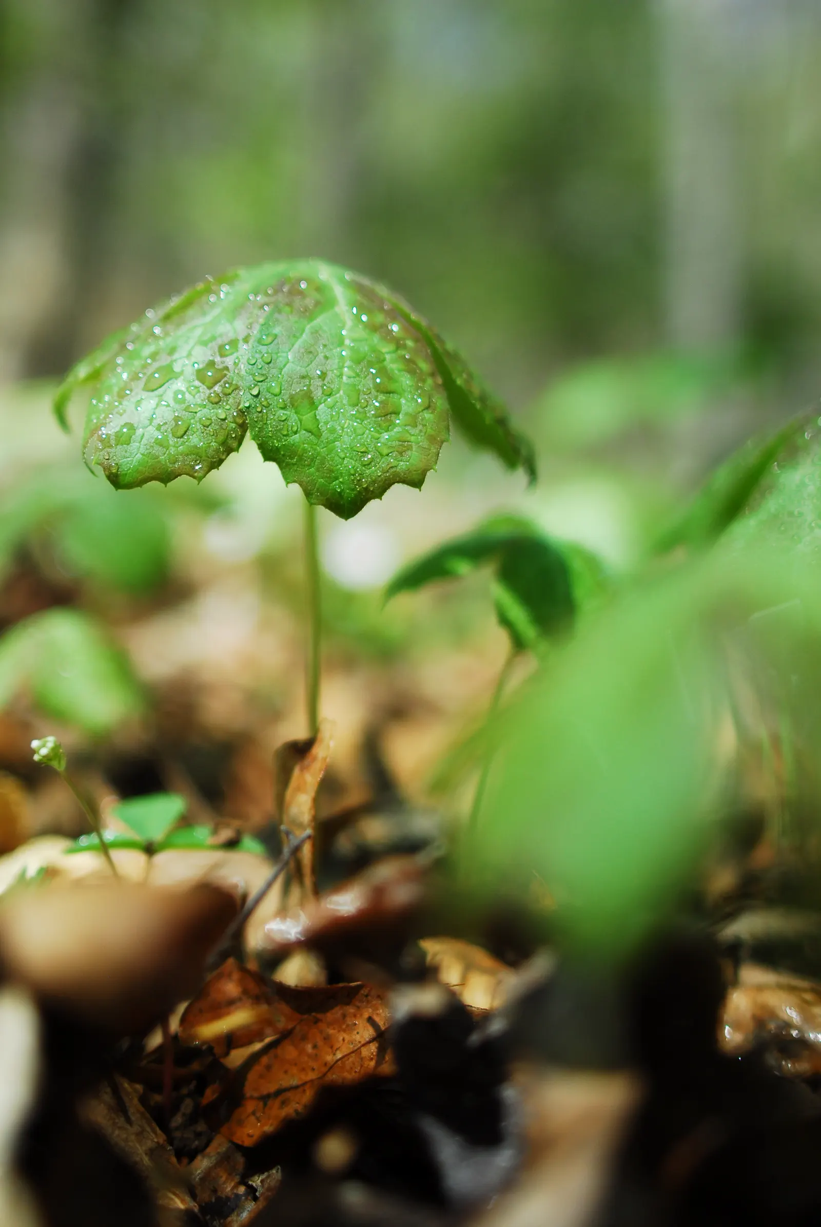 May Apple, Indian Apple (Podophyllum Peltatum) — They form extensive colonies by rhizomes, thus providing an exotic, carpet-like effect; each, image 110