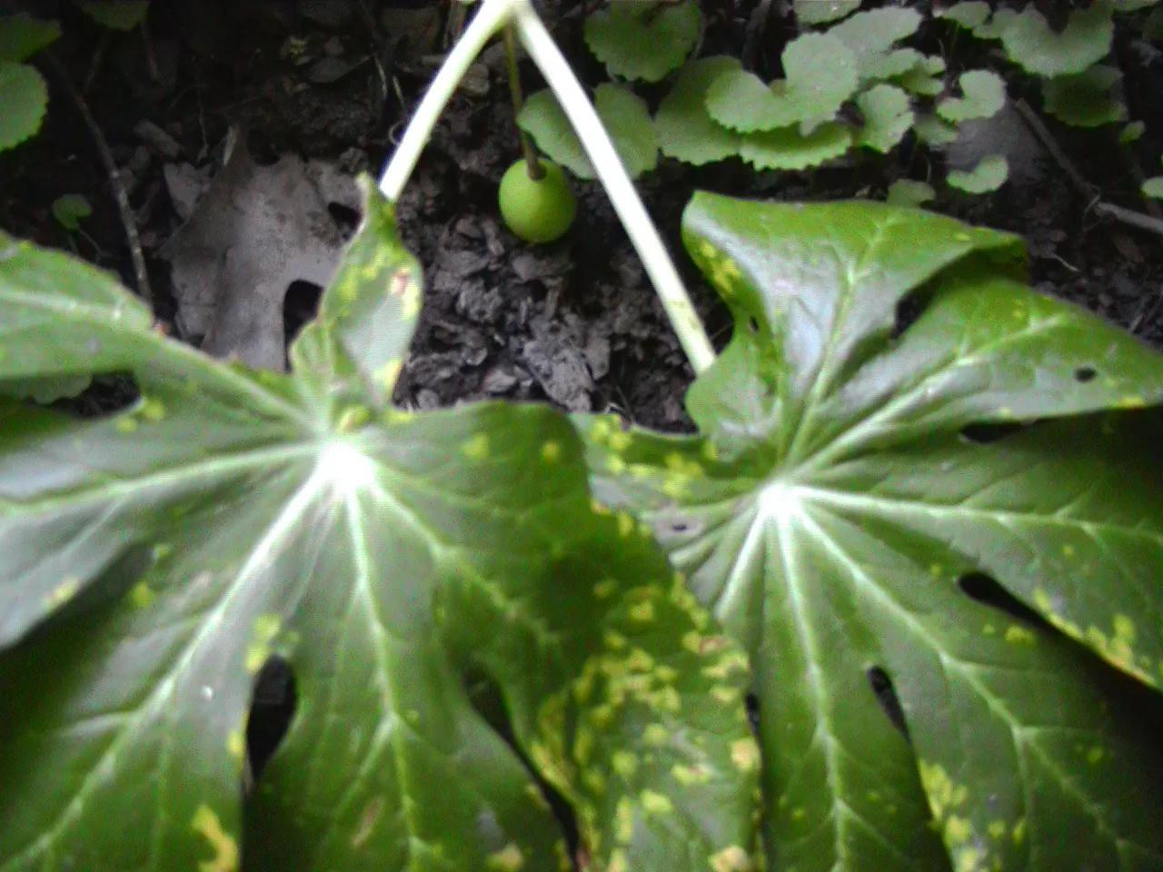 May Apple, Indian Apple (Podophyllum Peltatum) — white flower approximately 2 inches in diameter; well-drained soil with partial to full shade