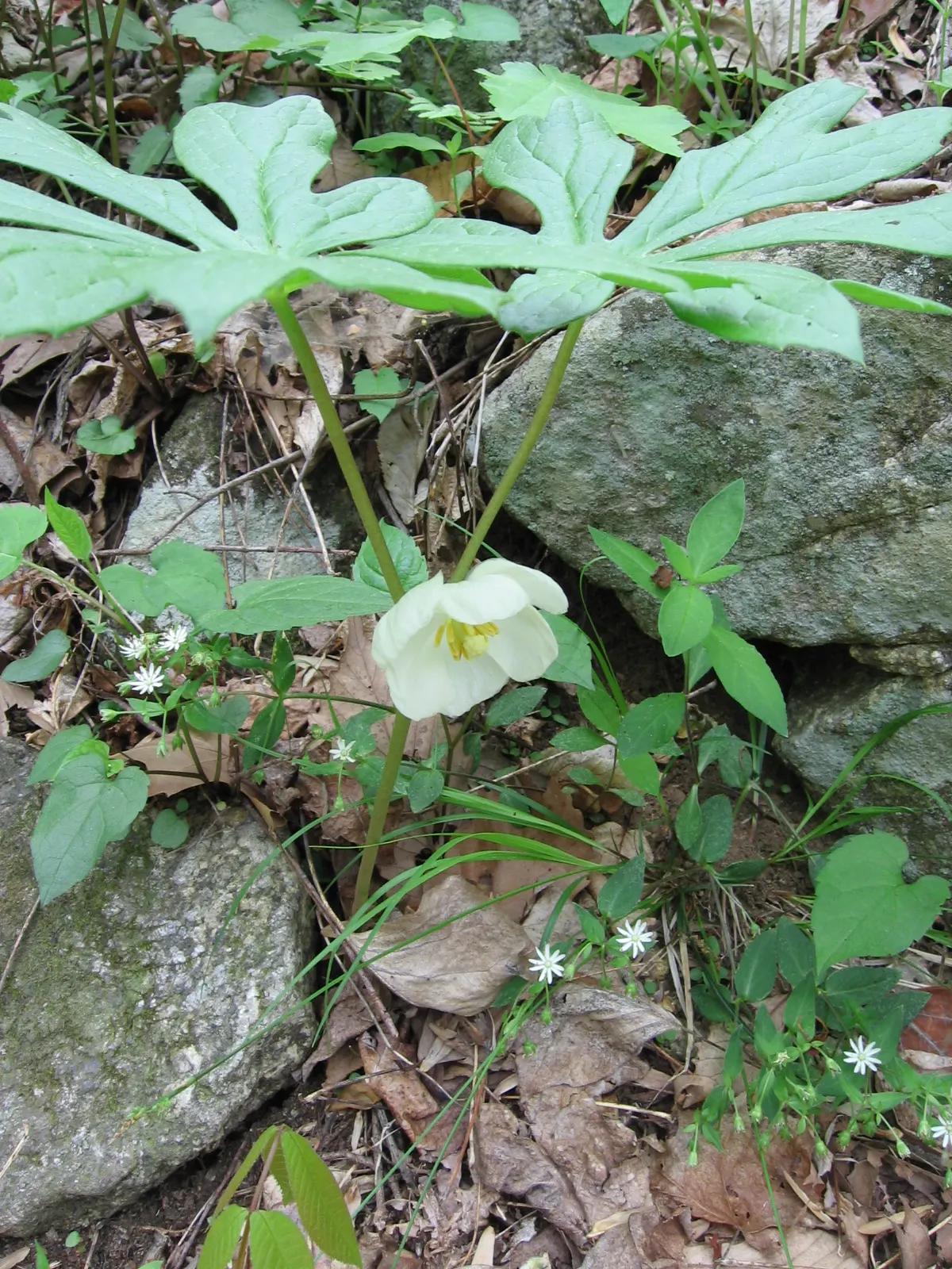 May Apple, Indian Apple (Podophyllum Peltatum) — serves as a distinctive and enchanting addition to woodland or shade gardens; is a shade-loving perennial