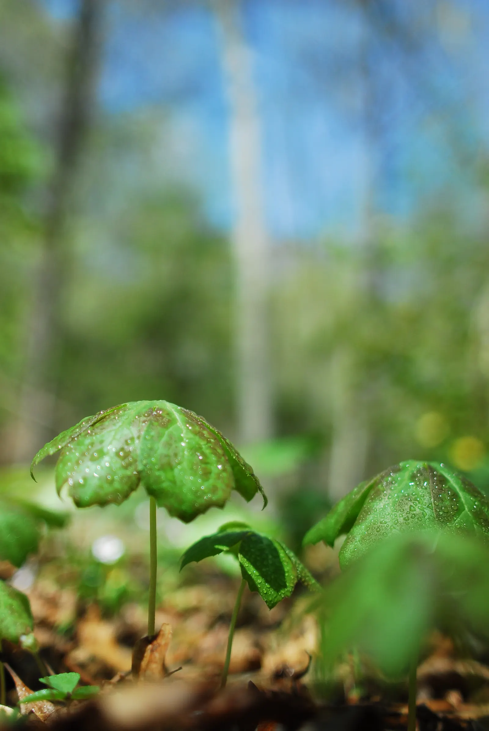 May Apple, Indian Apple (Podophyllum Peltatum) — also known as Indian Apple or Podophyllum peltatum; their foliage offers great ground coverage, image 66
