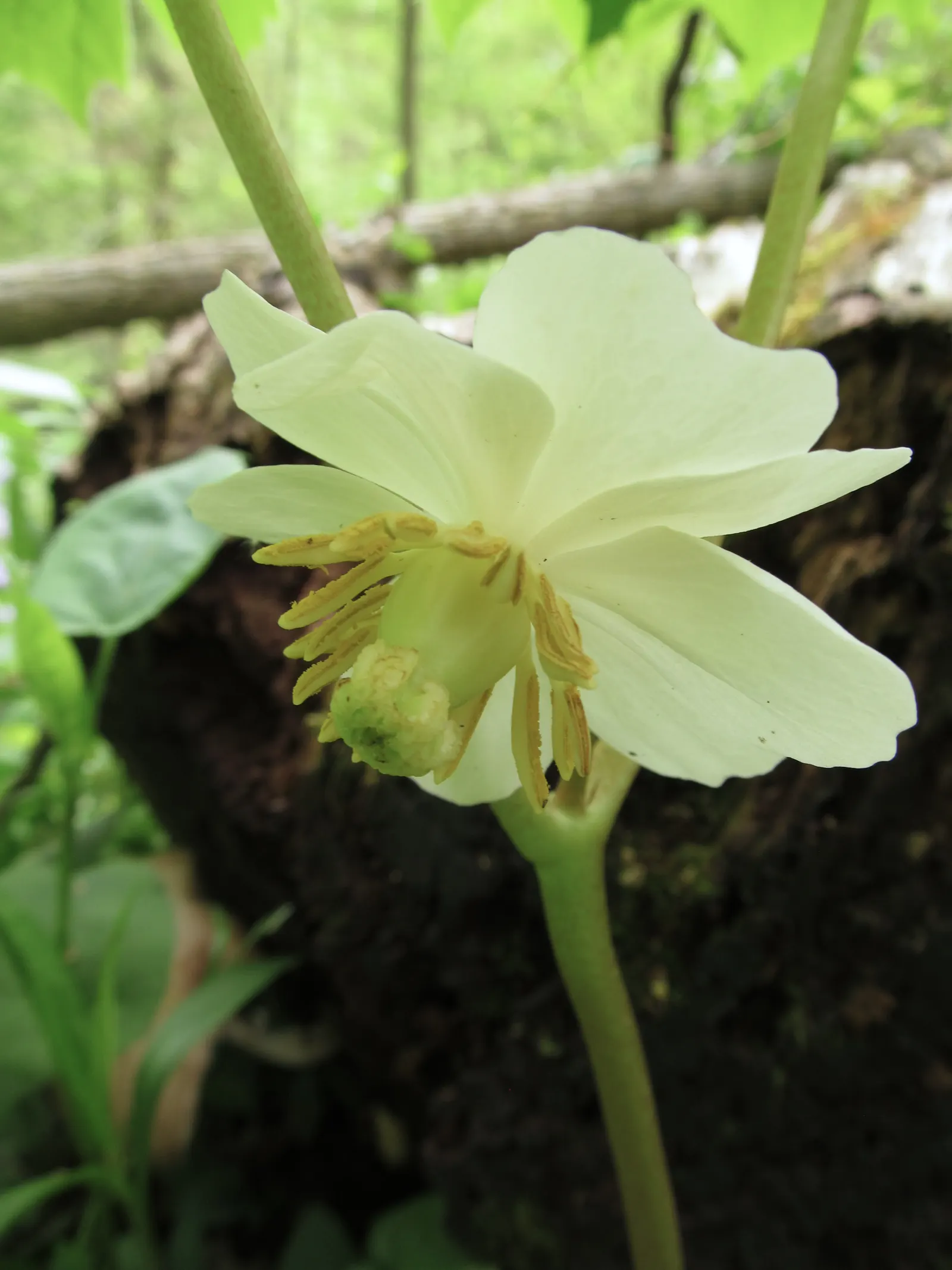 May Apple, Indian Apple (Podophyllum Peltatum) — The plant bears a yellow-green fruit, which is edible when ripe, though all other parts are toxic, image 93