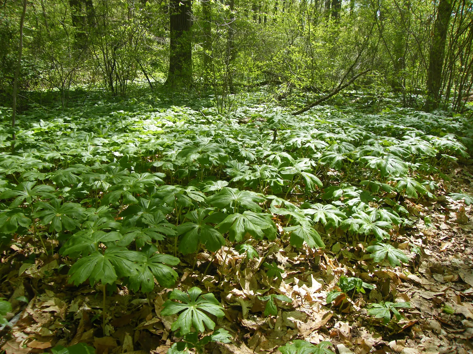 May Apple, Indian Apple (Podophyllum Peltatum) — so consider partnering Mayapples with other shade-loving perennials for a season-long display; white flowers