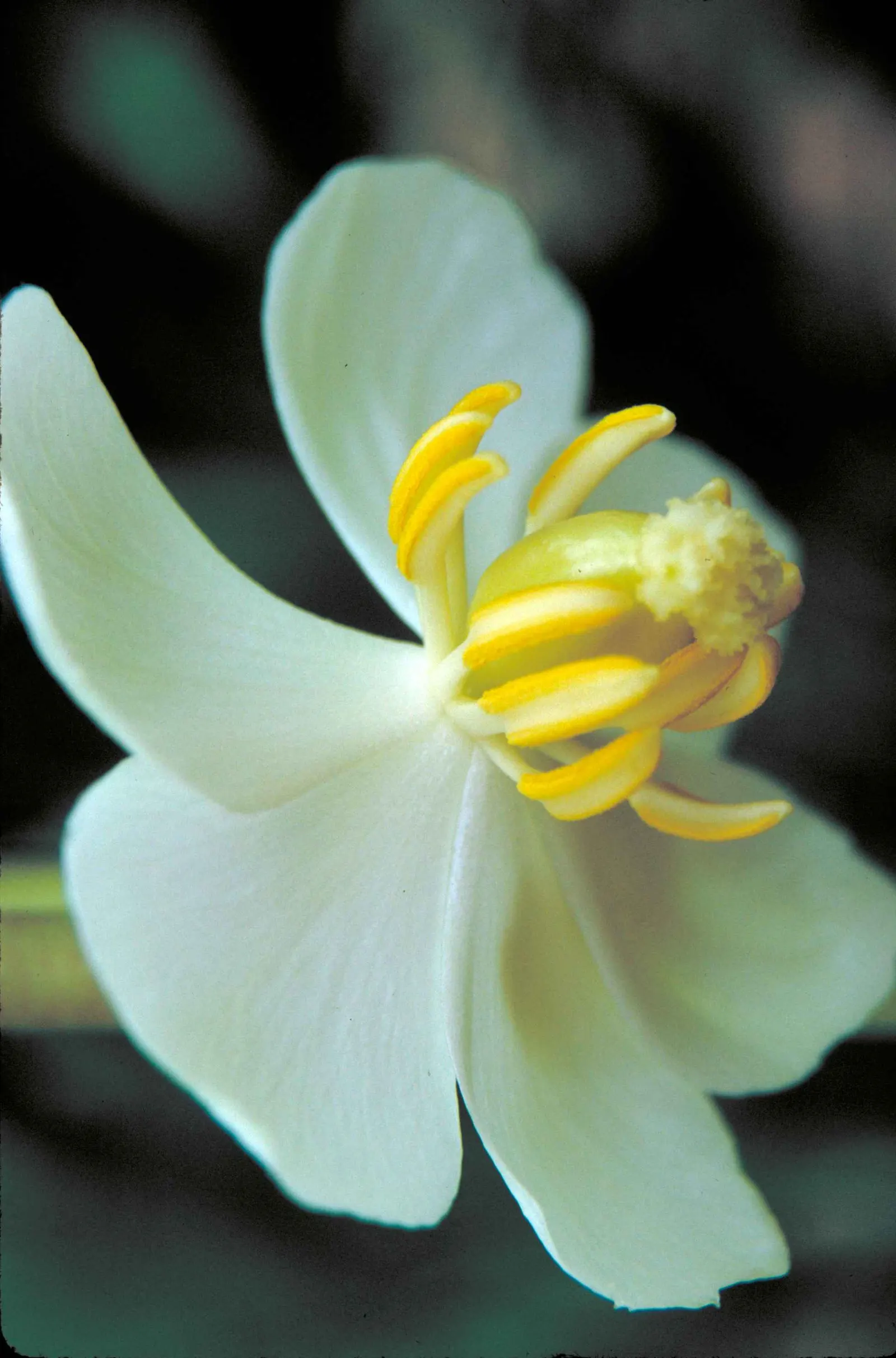 May Apple, Indian Apple (Podophyllum Peltatum) — the Mayapple typically grows to a height of 12 to 18 inches with a similar spread; white flower, image 69