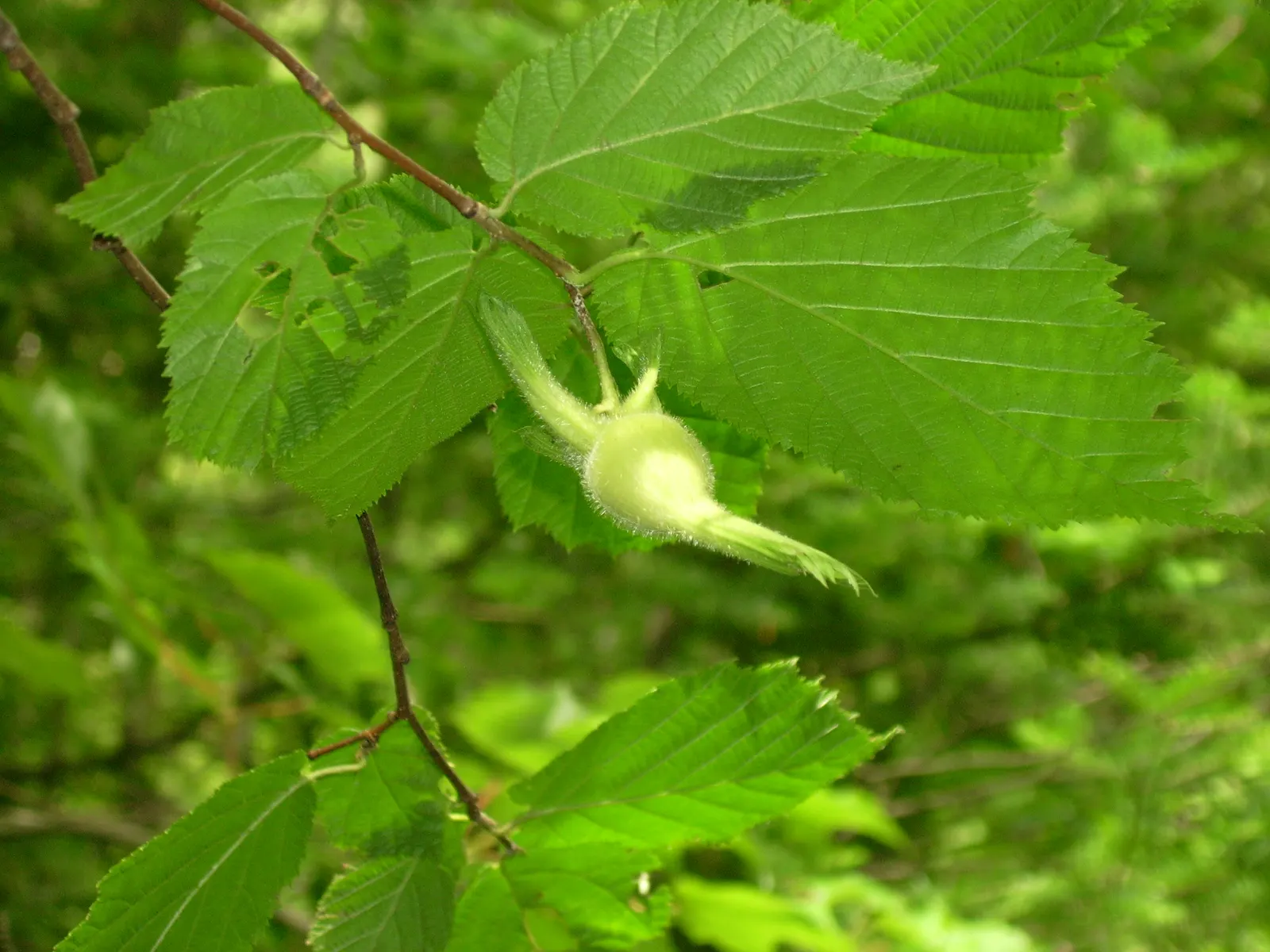 Beaked Hazelnut (Corylus Cornuta) — this species produces edible nuts in late summer; is a deciduous shrub renowned for its unique appearance and, image 40