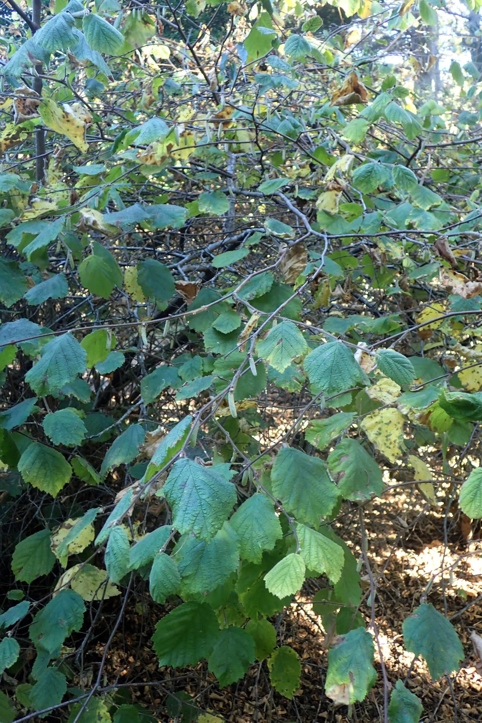 Beaked Hazelnut (Corylus Cornuta) — which are primarily wind-pollinated; with doubly serrated margins and a pointed tip