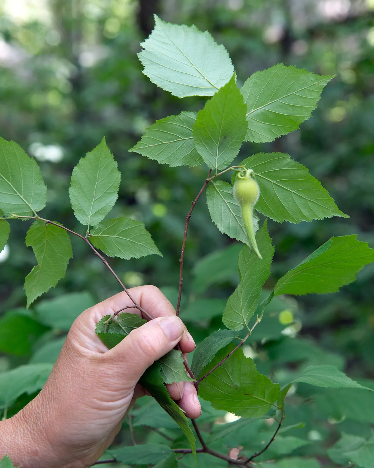Beaked Hazelnut (Corylus Cornuta) — is a deciduous shrub renowned for its unique appearance and the edible nuts it provides