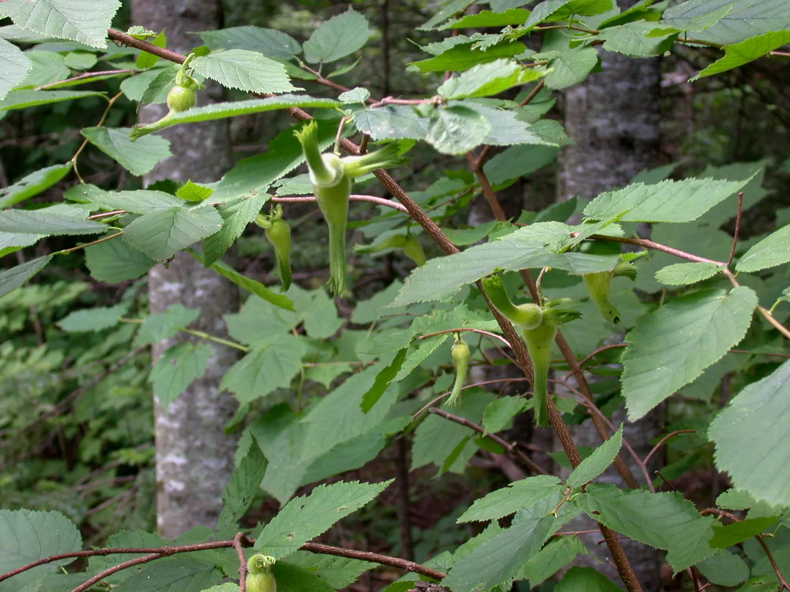 Beaked Hazelnut (Corylus Cornuta) — are encased in an elongated husk that resembles a beak