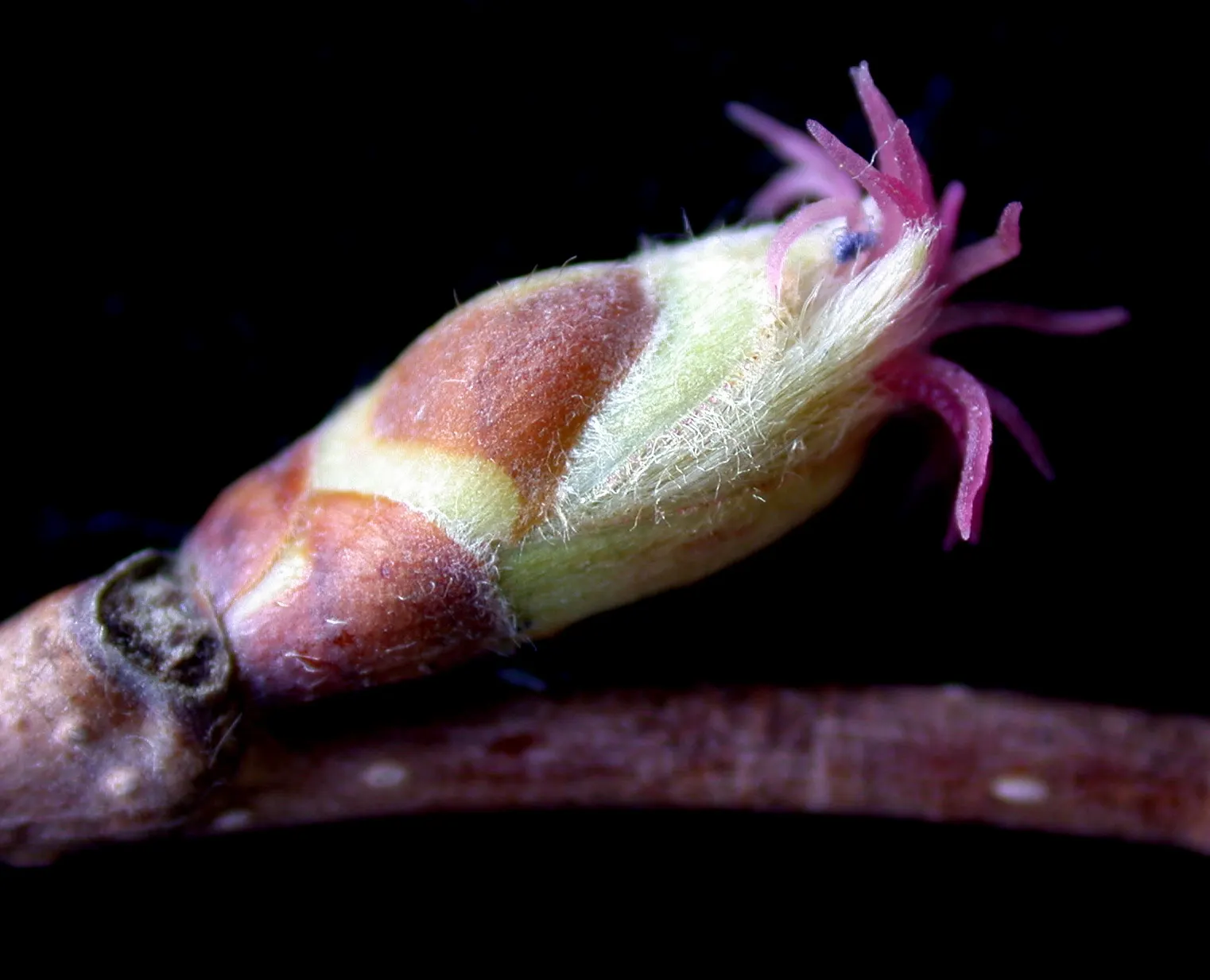 Beaked Hazelnut (Corylus Cornuta) — where it can contribute to erosion control due to its propensity for suckering; which are roughly 2.5 to 5 inches long
