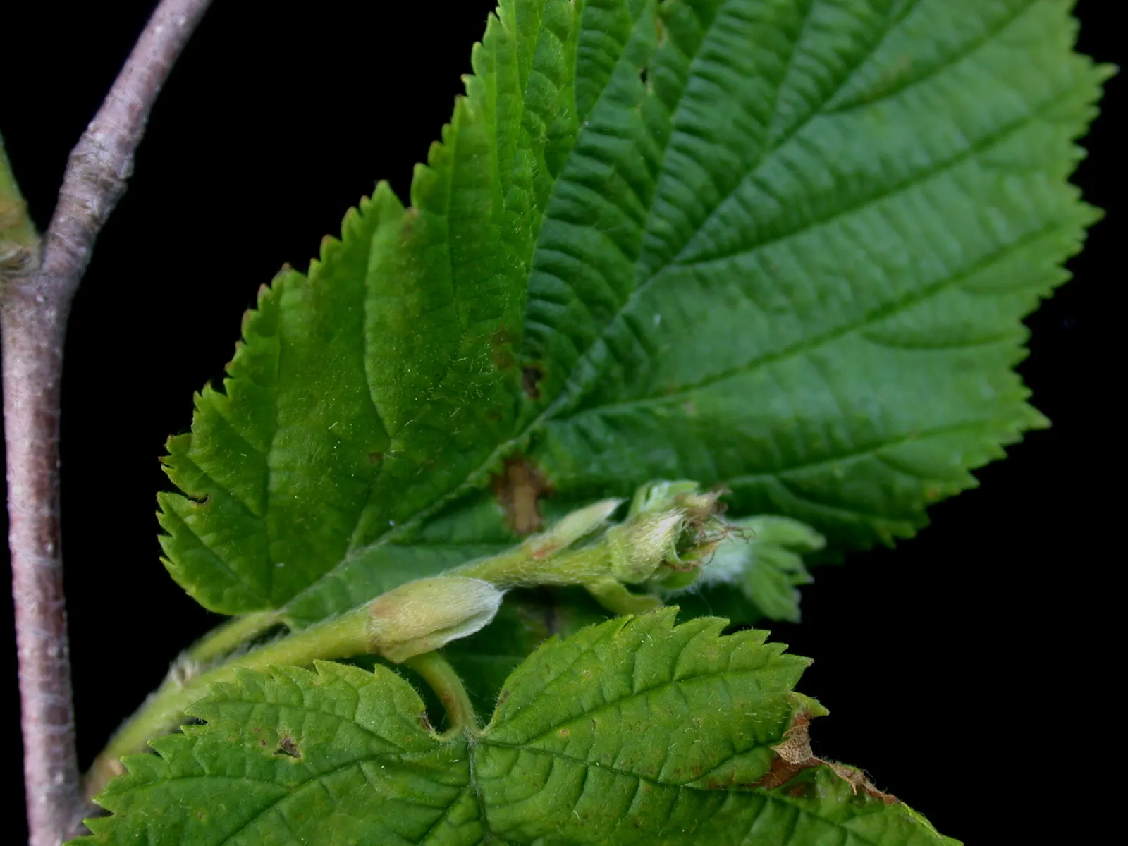 Beaked Hazelnut (Corylus Cornuta) — The Beaked Hazelnut (Corylus cornuta) is a deciduous shrub, thriving in USDA zones 3-9; this species produces, image 55