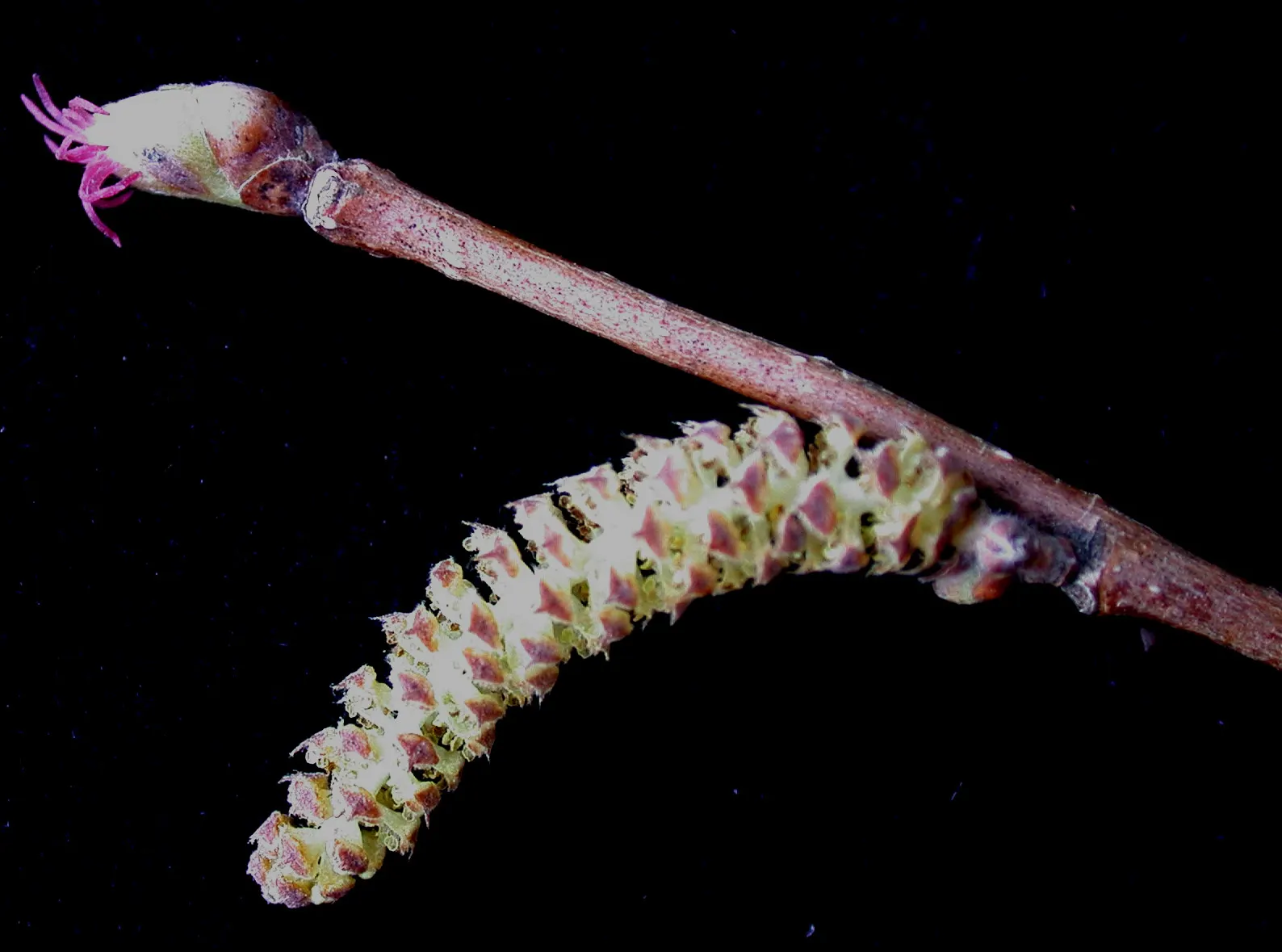 Beaked Hazelnut (Corylus Cornuta) — The nuts mature in late summer to early fall; which are primarily wind-pollinated, image 51