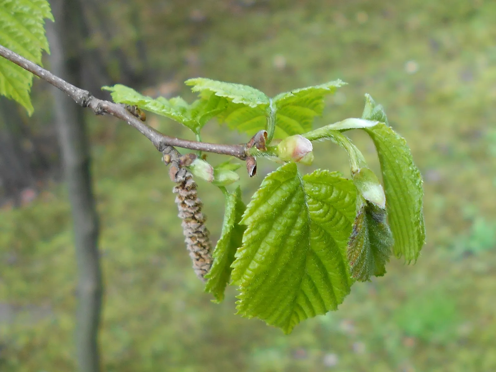 Beaked Hazelnut (Corylus Cornuta) — shrub for full or half; the nuts mature in late summer to early fall, image 54