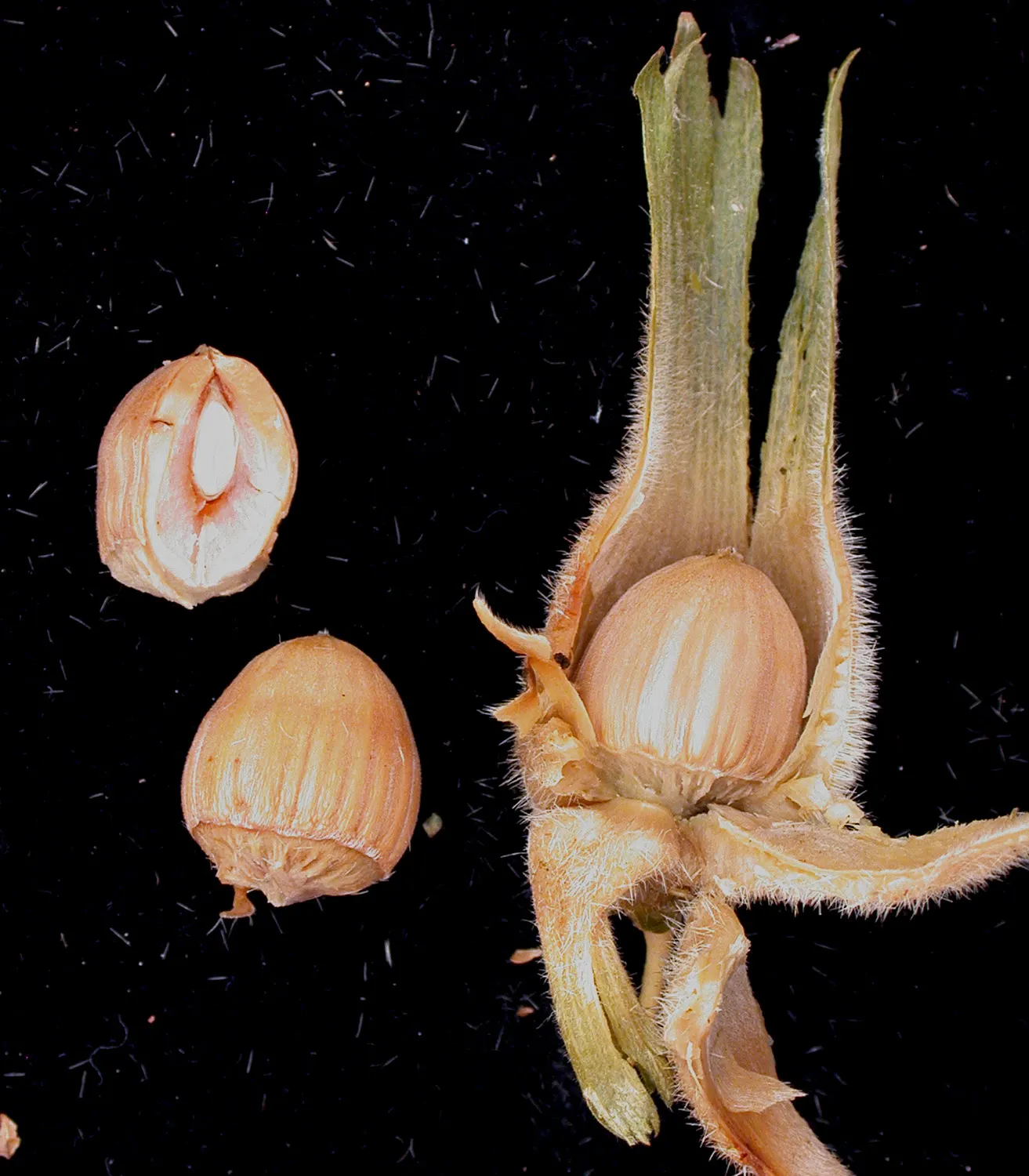 Beaked Hazelnut (Corylus Cornuta) — which are roughly 2.5 to 5 inches long