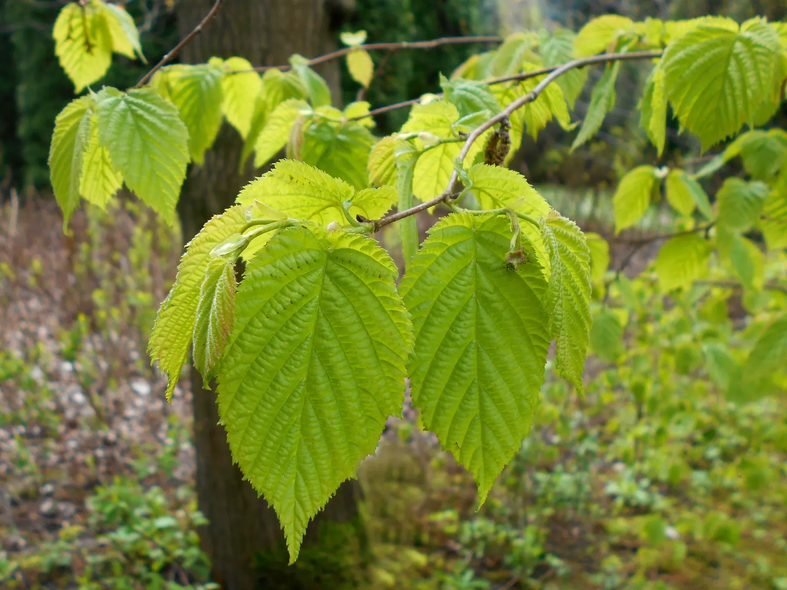 Beaked Hazelnut (Corylus Cornuta) — The leaves undergo a captivating transformation in autumn; are encased in an elongated husk that resembles a beak