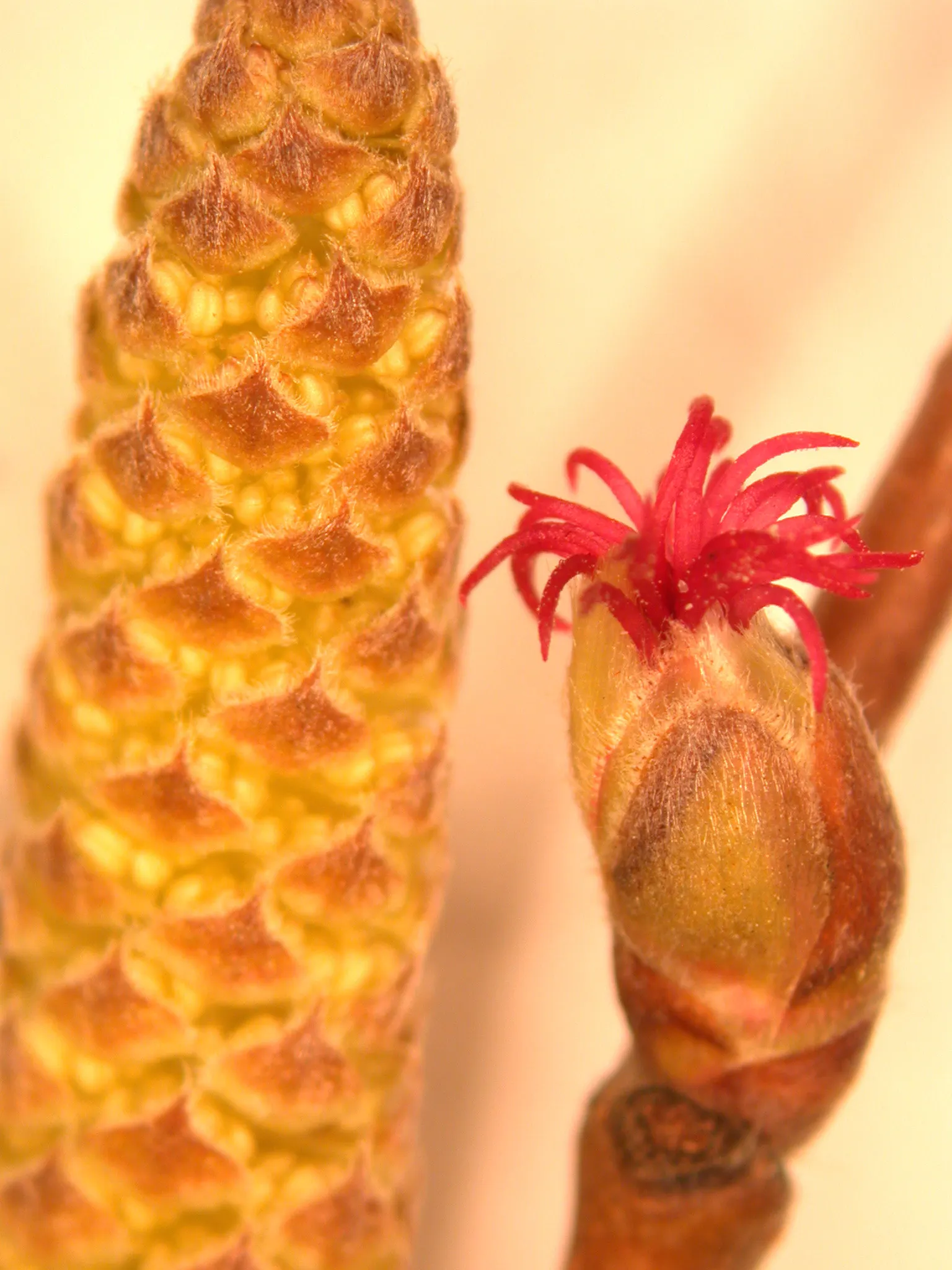 Beaked Hazelnut (Corylus Cornuta) — The nuts mature in late summer to early fall