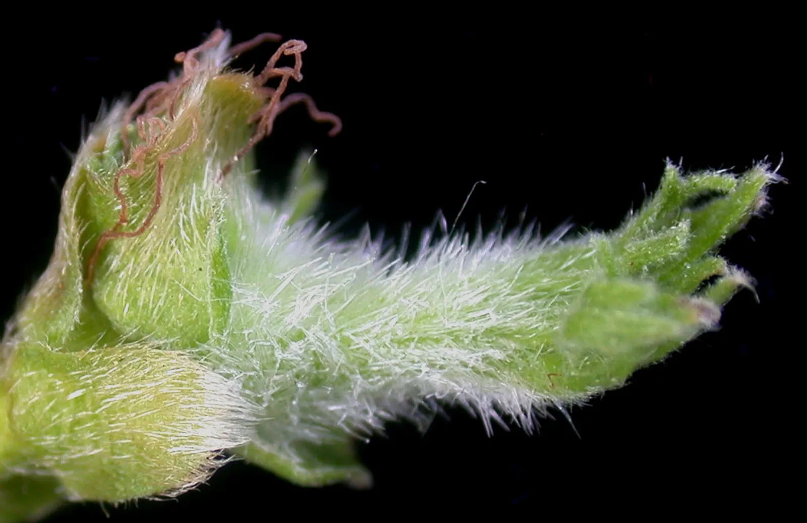 Beaked Hazelnut (Corylus Cornuta) — Recognizable by its 2-3 inch long toothed leaves and distinctive husks that resemble a beak; shrub for full or, image 57