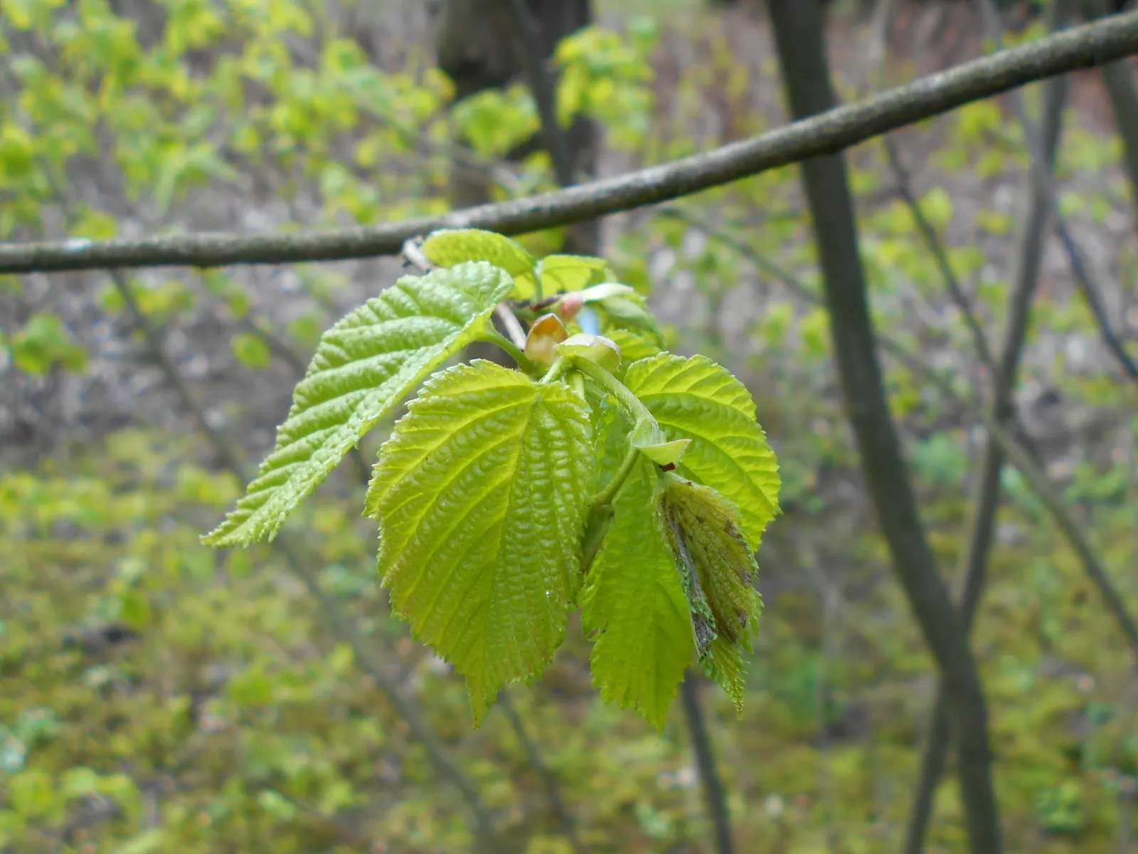 Beaked Hazelnut (Corylus Cornuta) — It prefers partial shade to full sun and well-drained soil, offering yellow catkins as early spring interest; giving this